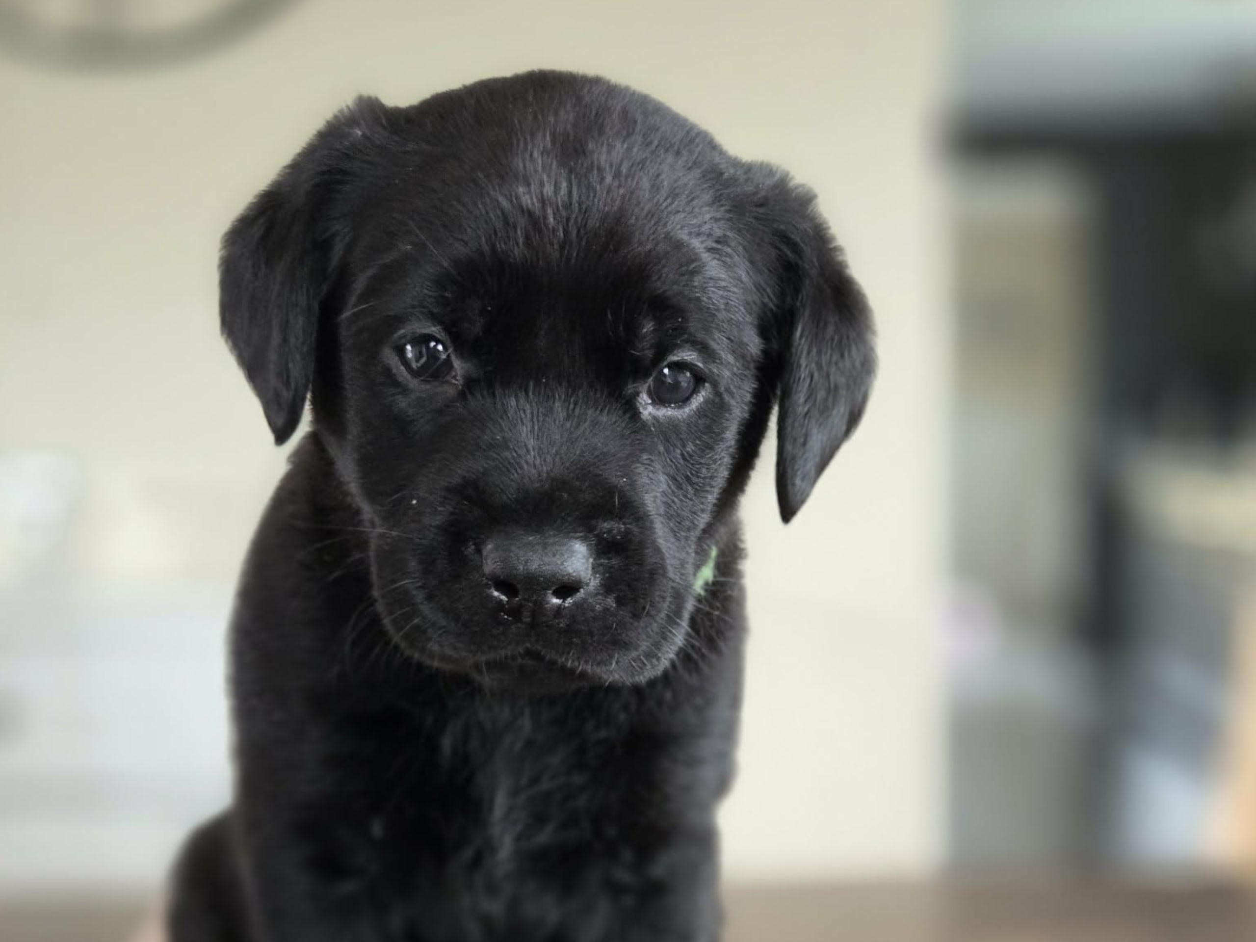 Labrador retriever