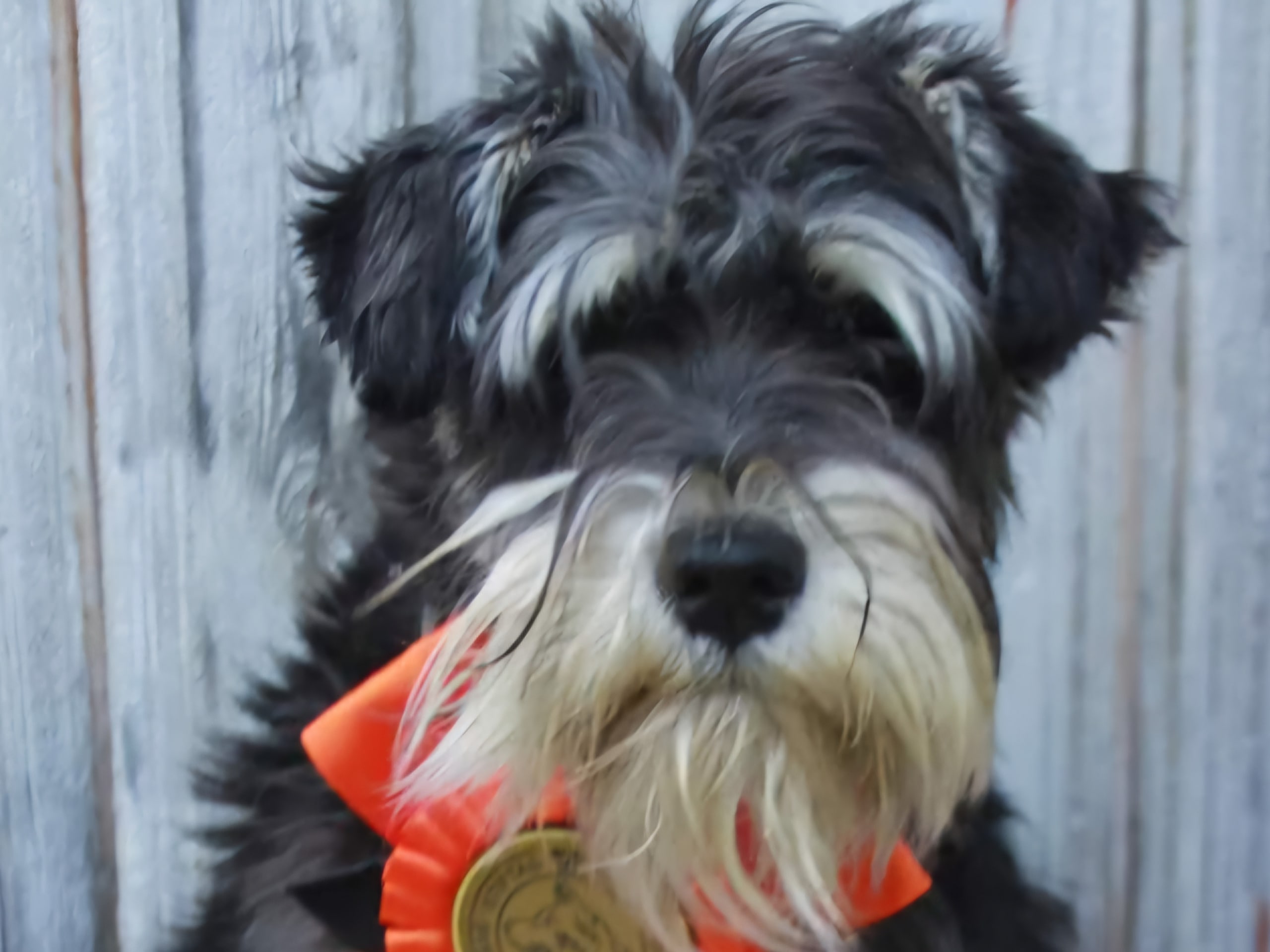 Dvärgschnauzer