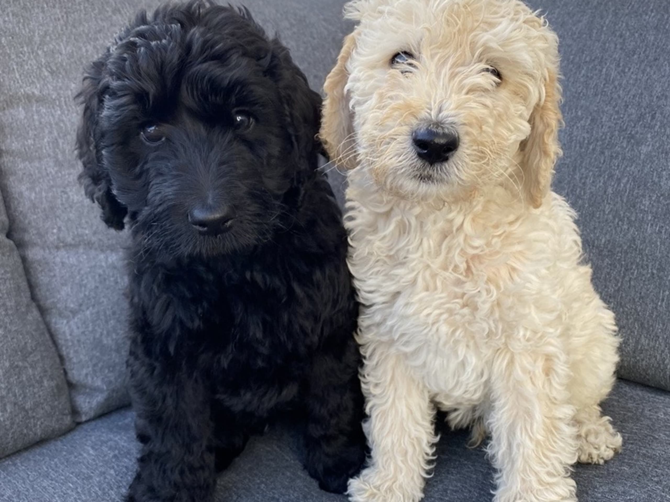 Labradoodle · Hammarö · Kilenegårdens