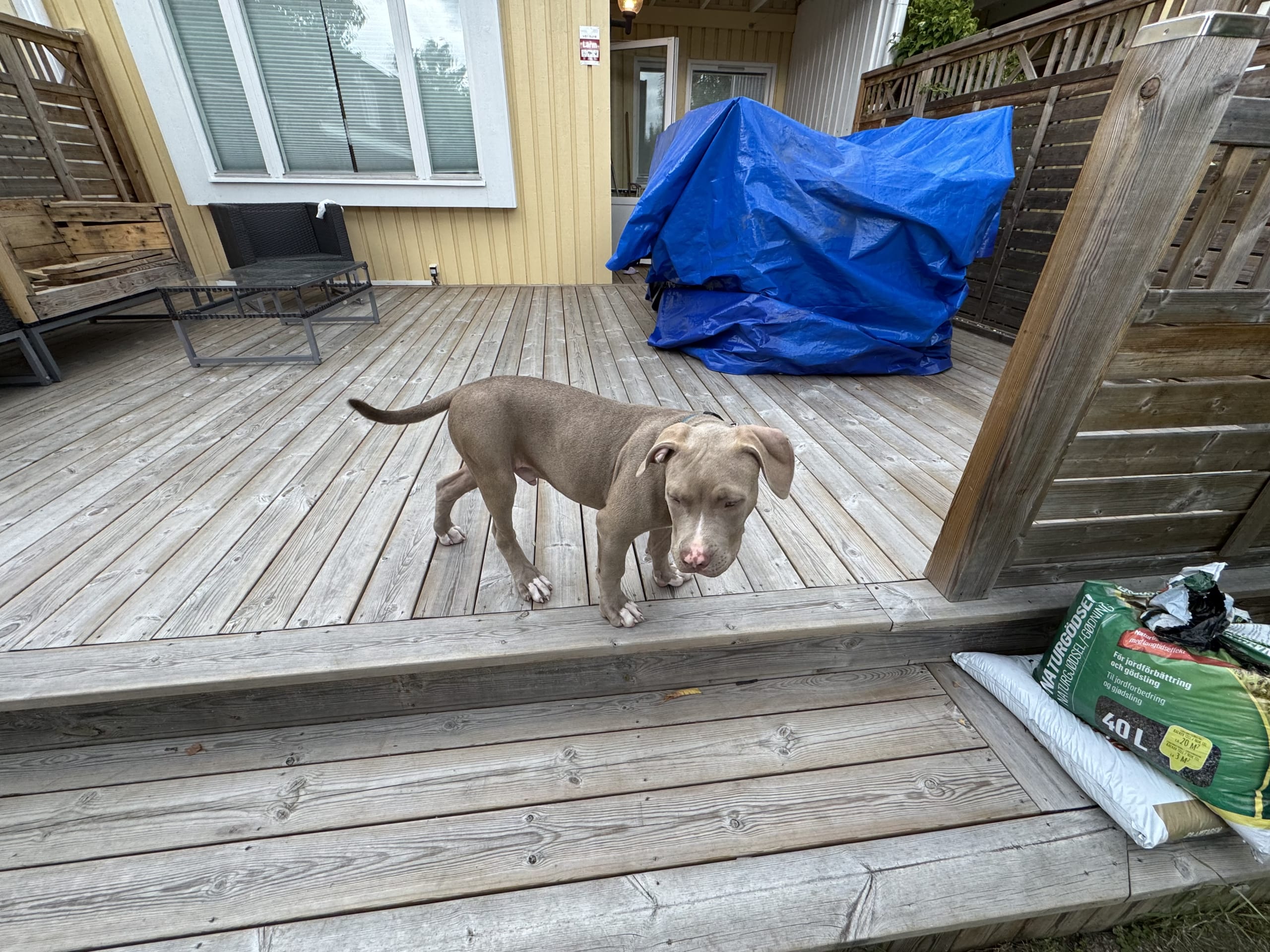 American Bully · Hässelby · Rasan A.