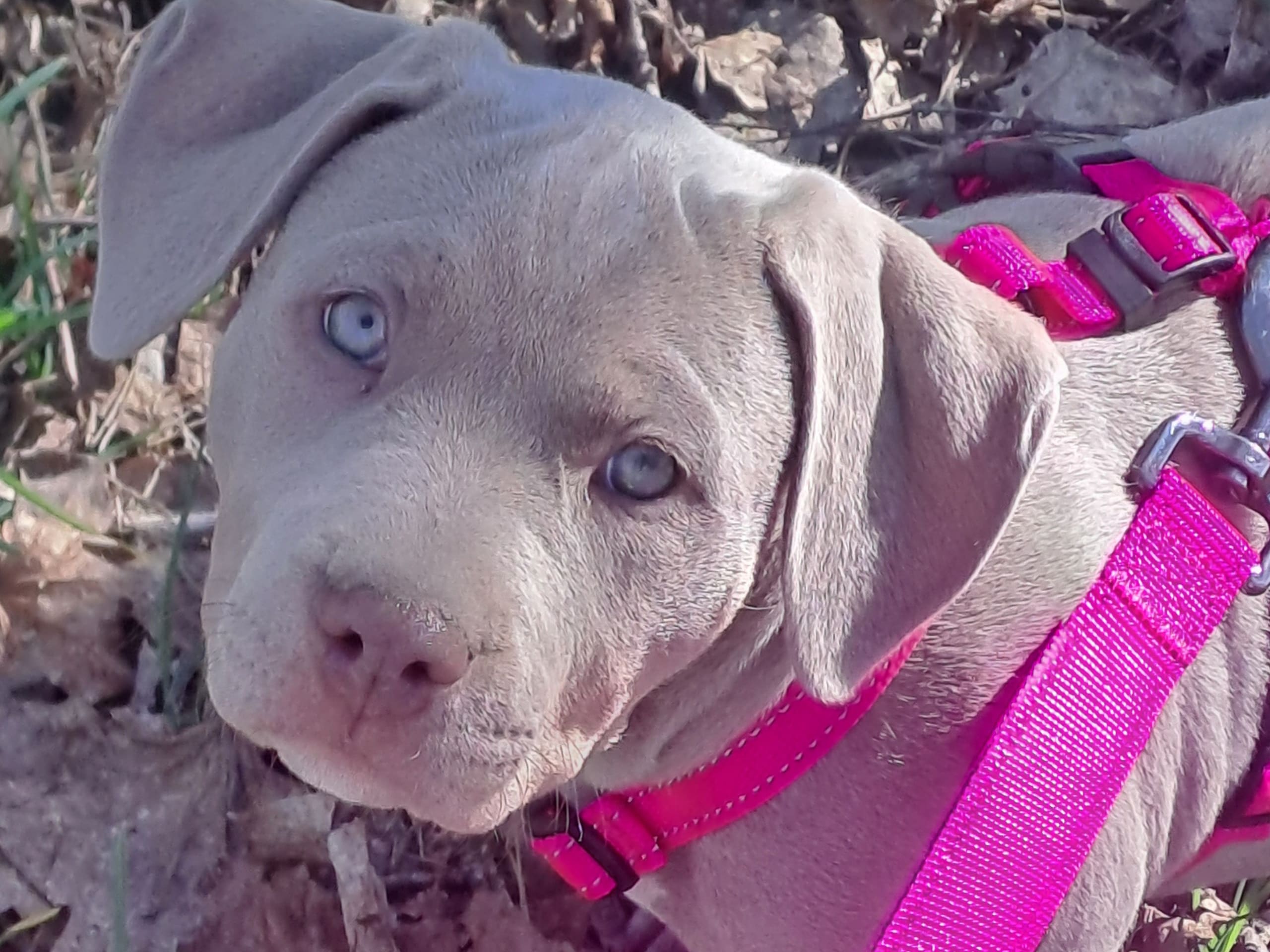 American Bully · Torshälla · Privatperson