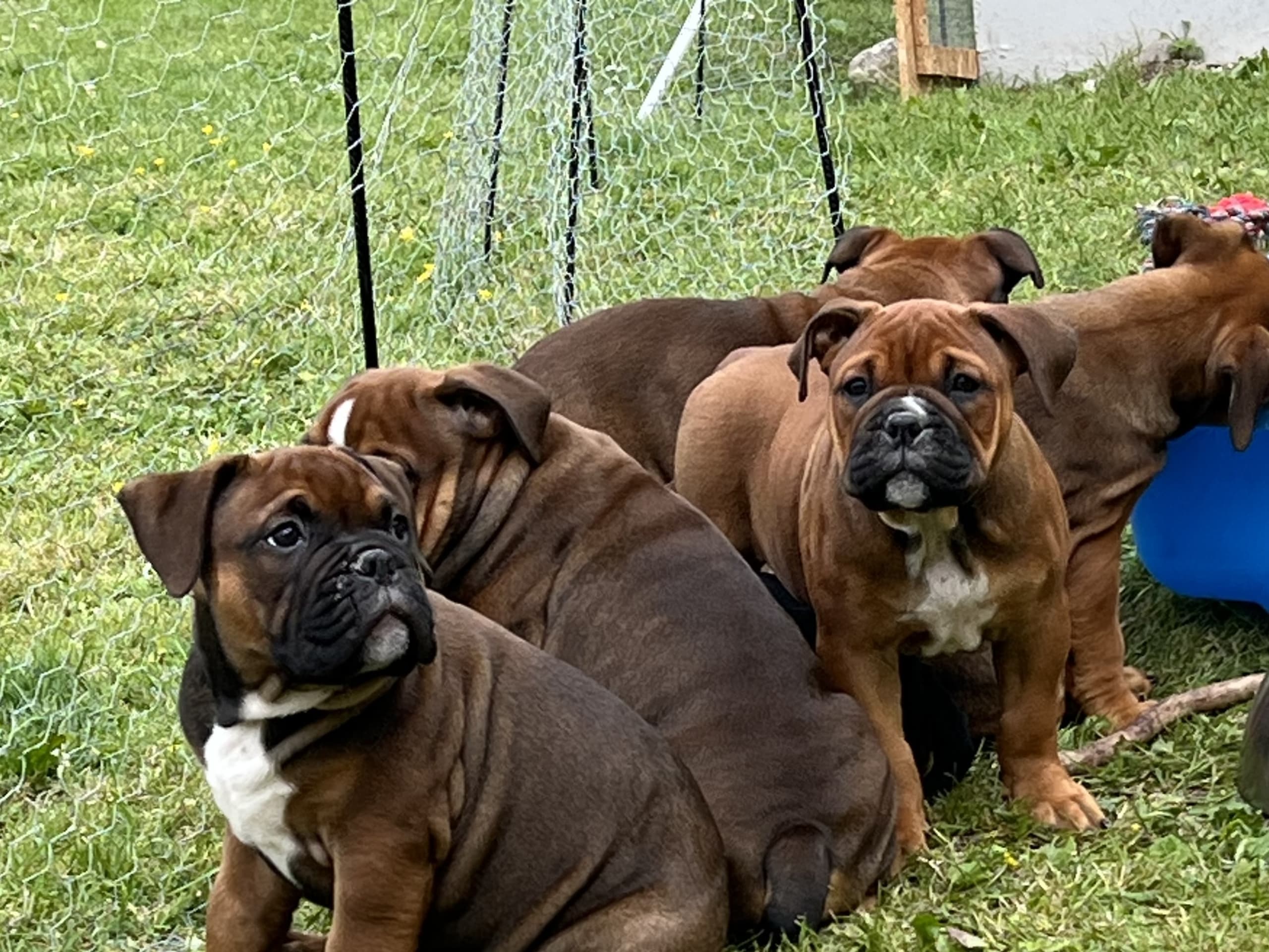 Olde English Bulldogge · Malmö · Ulrika L.