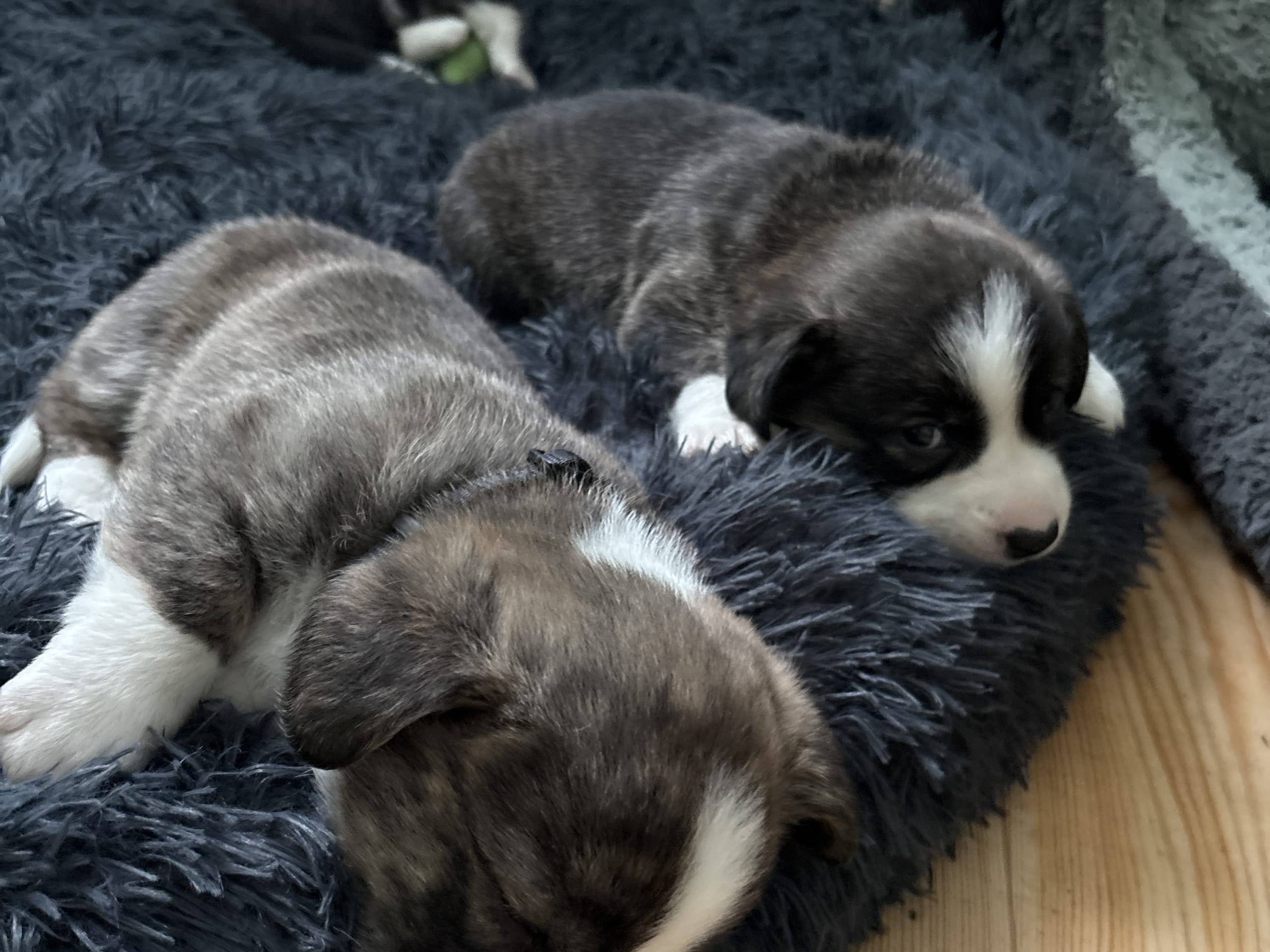 Welsh corgi cardigan