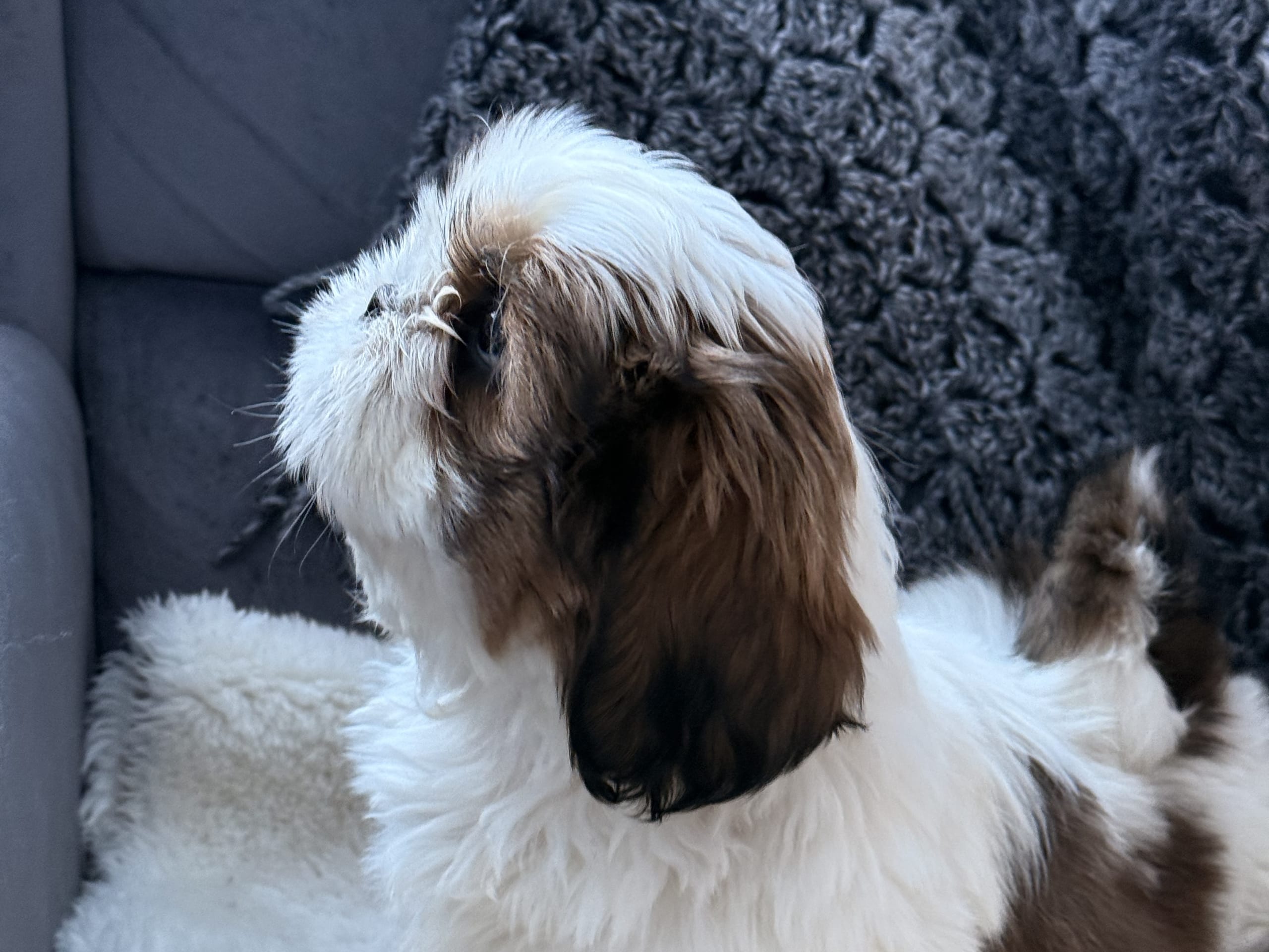 Shih tzu