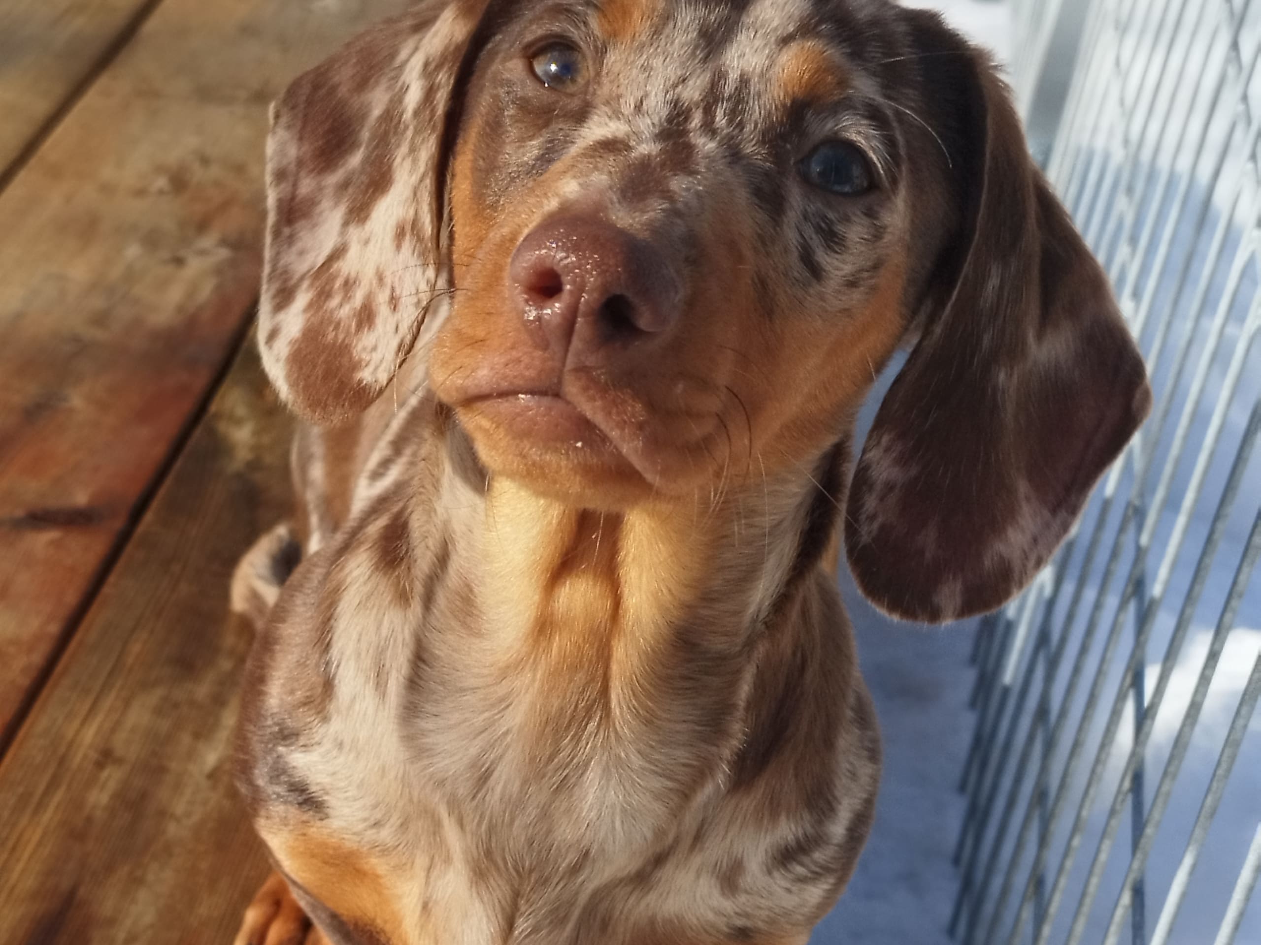 Dachshund