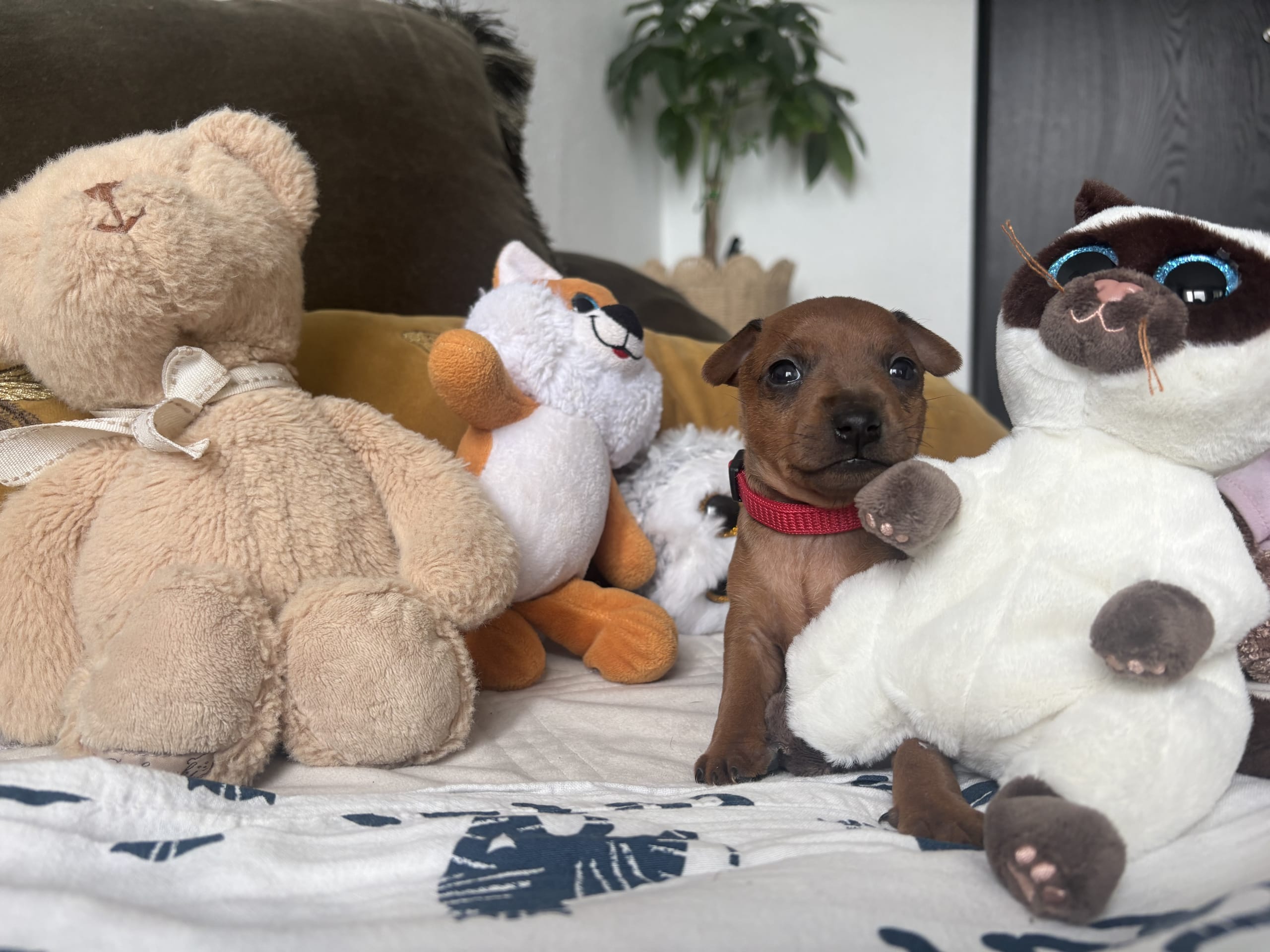Dvärgpinscher