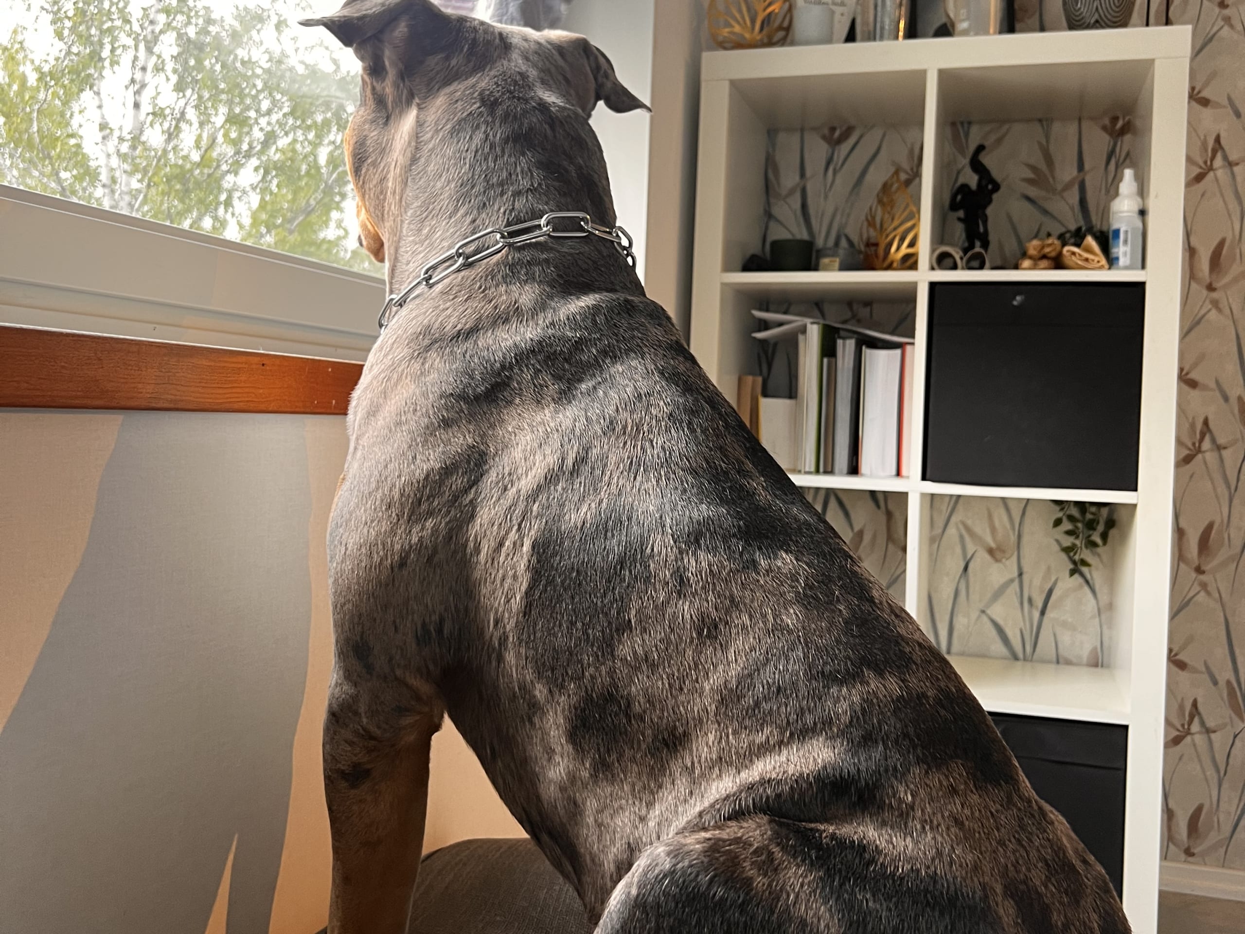 American bully · Sollentuna · Raul C.