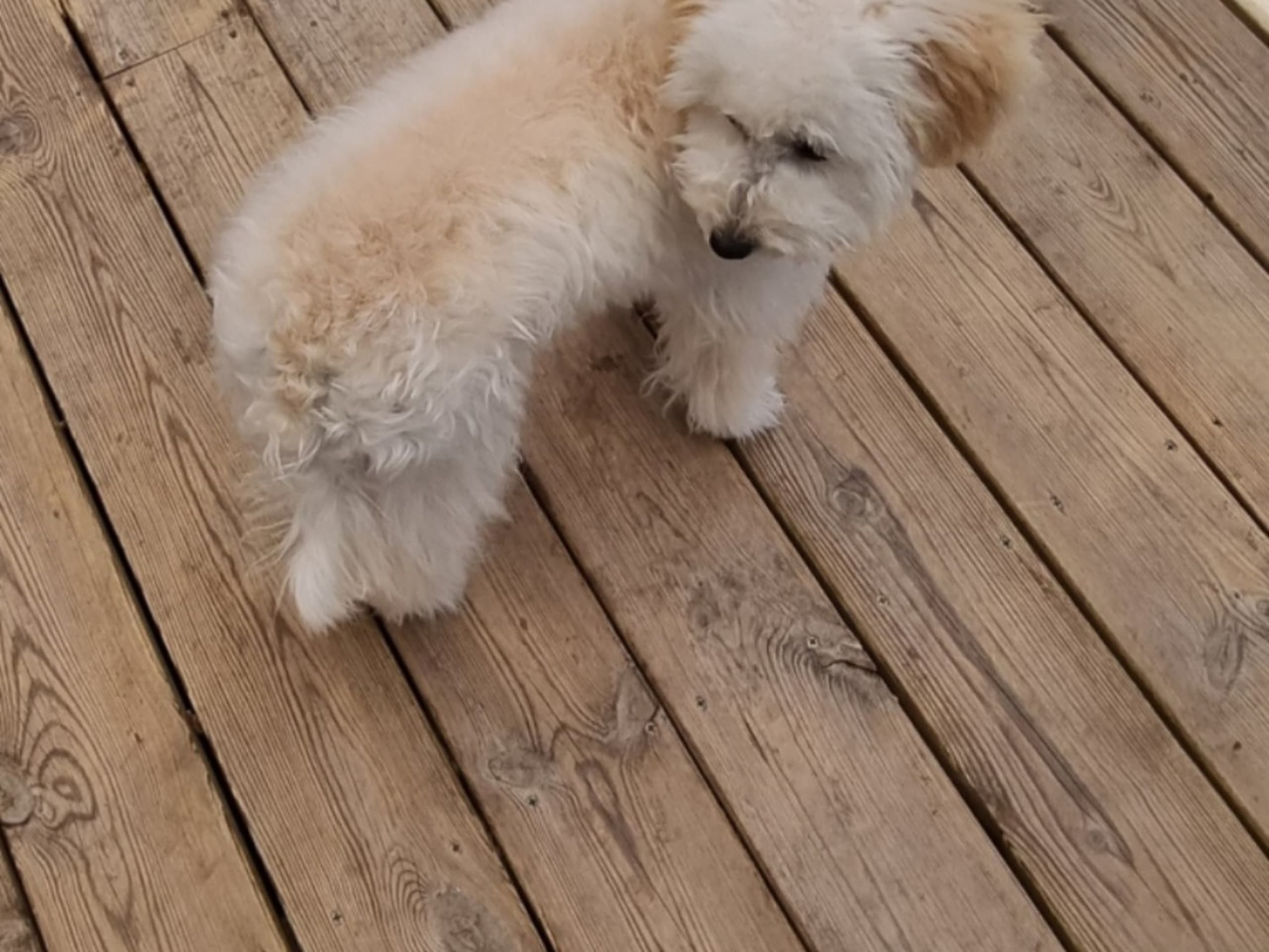 Maltipoo