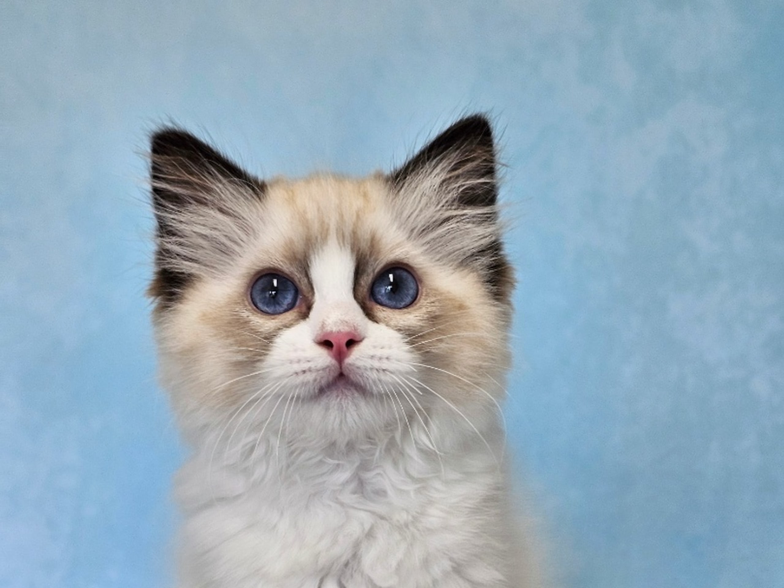 Ragdoll · Asmundtorp · SE*Cats of Kruger