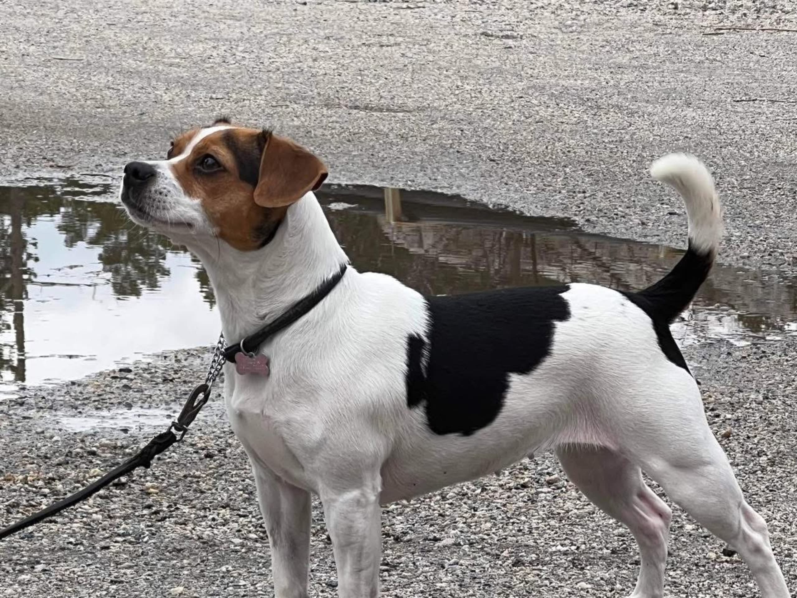 Dansk-svensk gårdhund · Asarum · Sparvöga’s