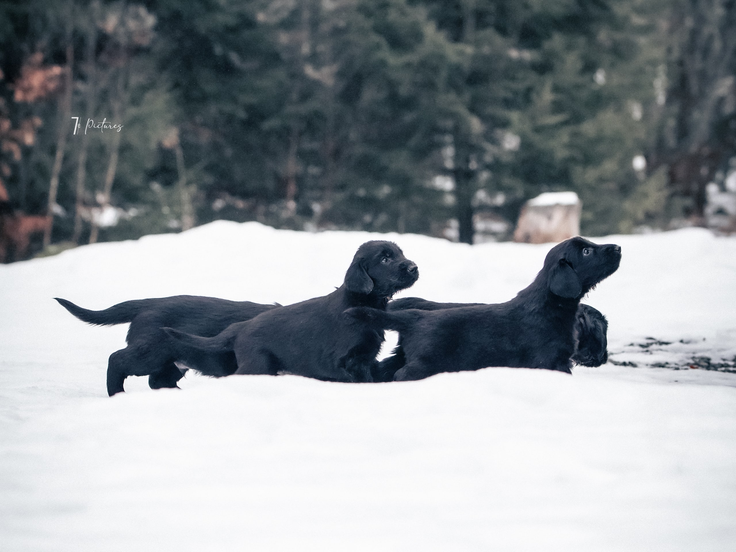 Flatcoated retriever