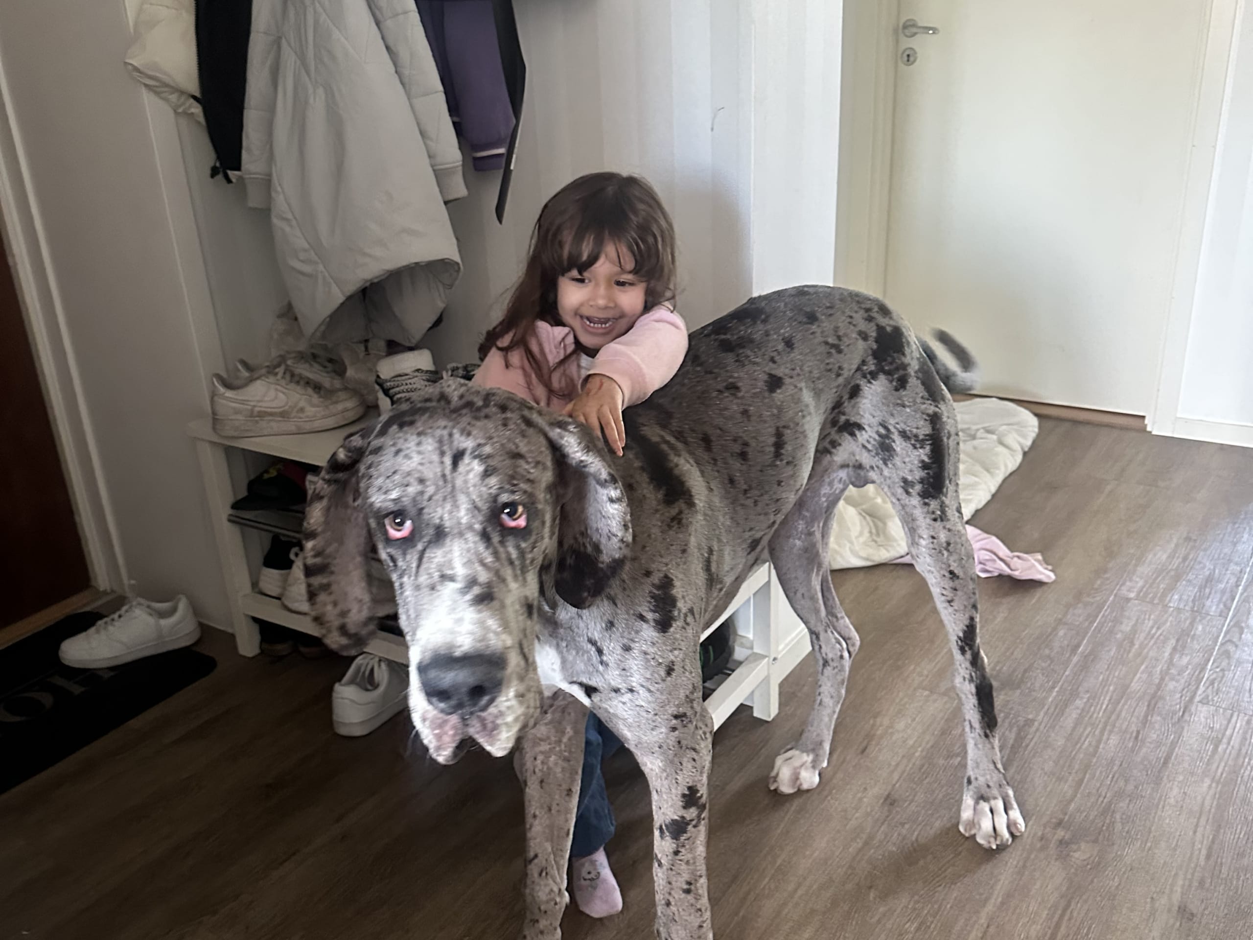Great Dane (Grand danois) · Ludvika · Carola E.