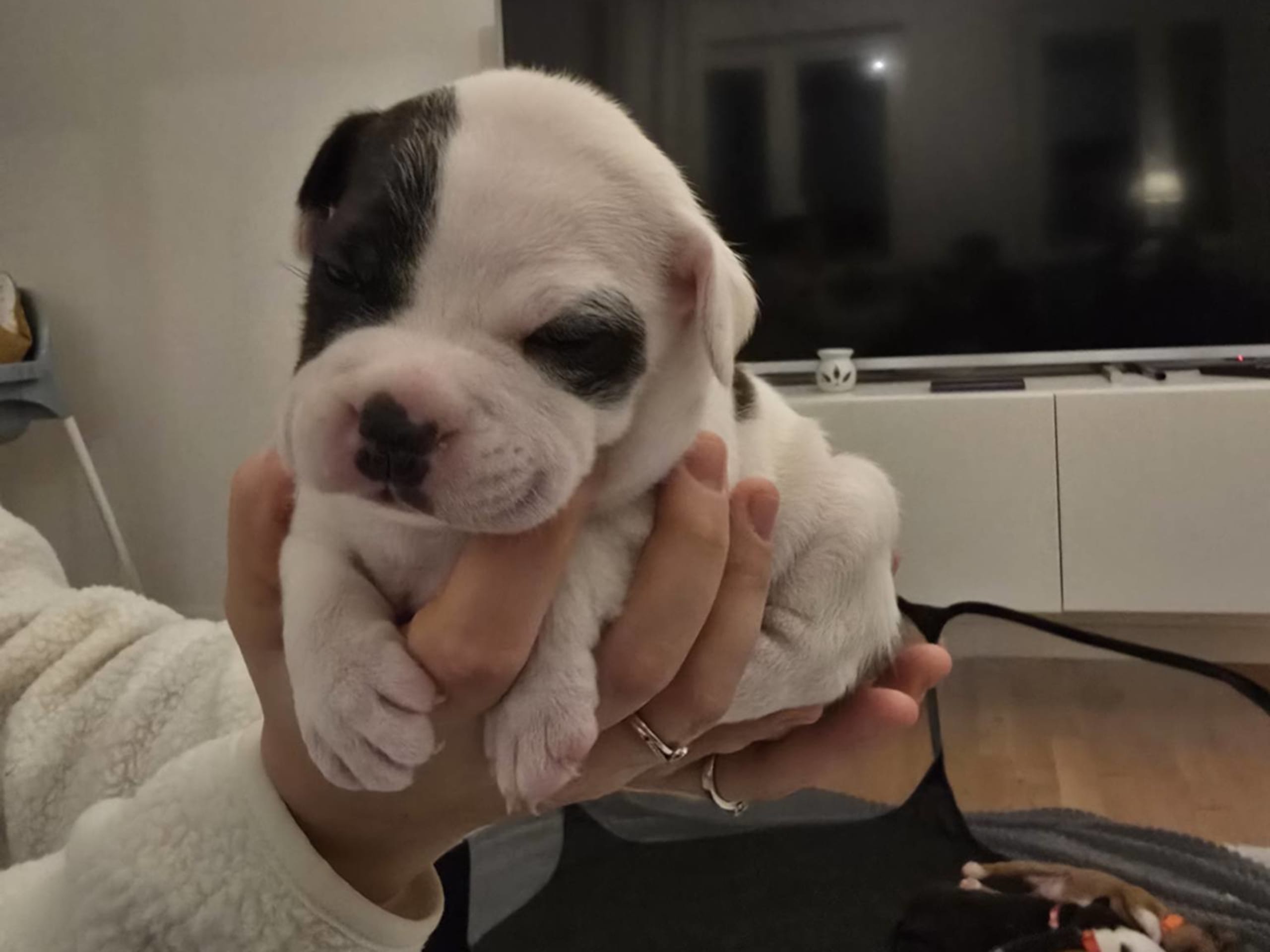 Bichon havanais