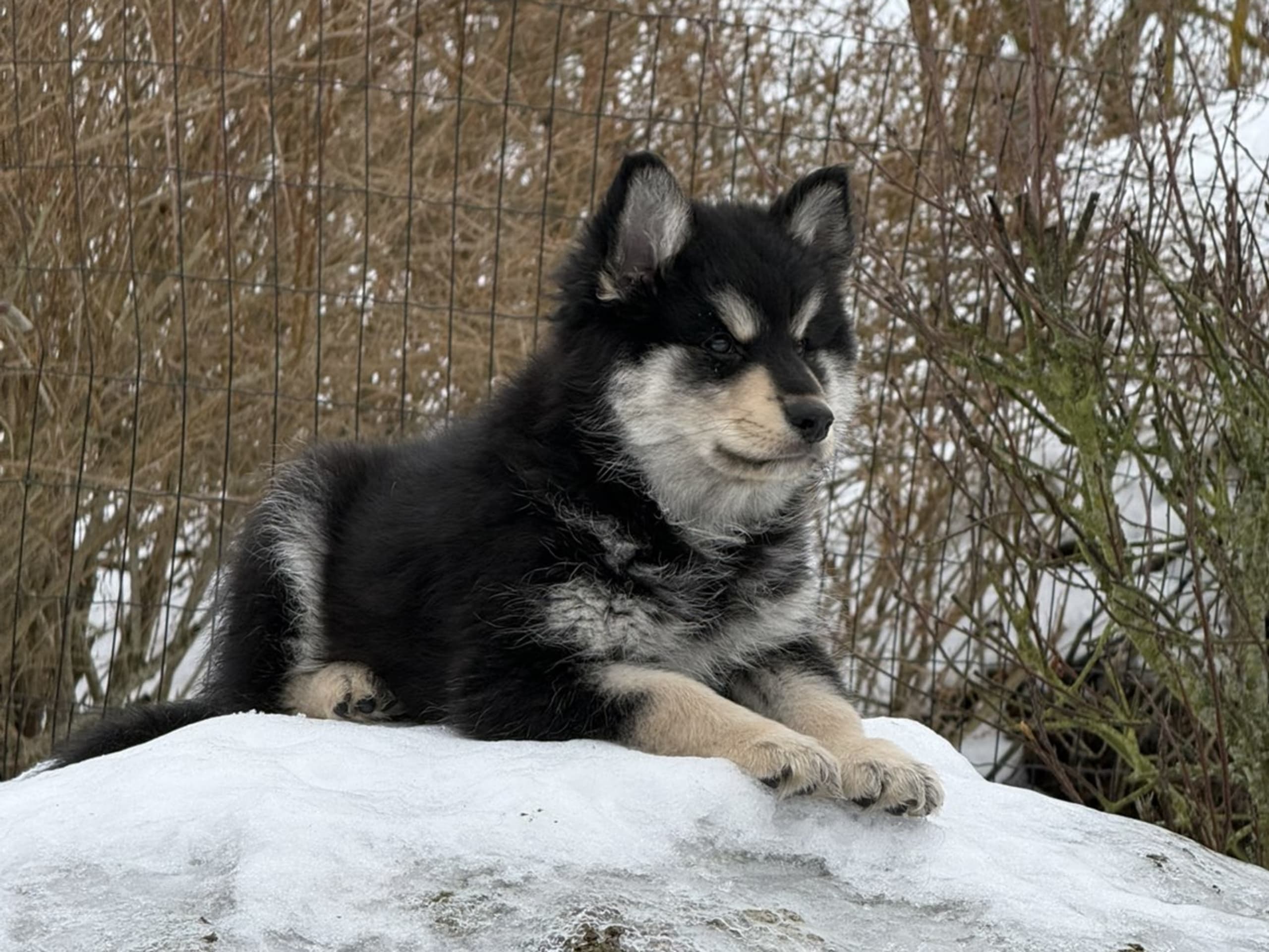 Finsk lapphund