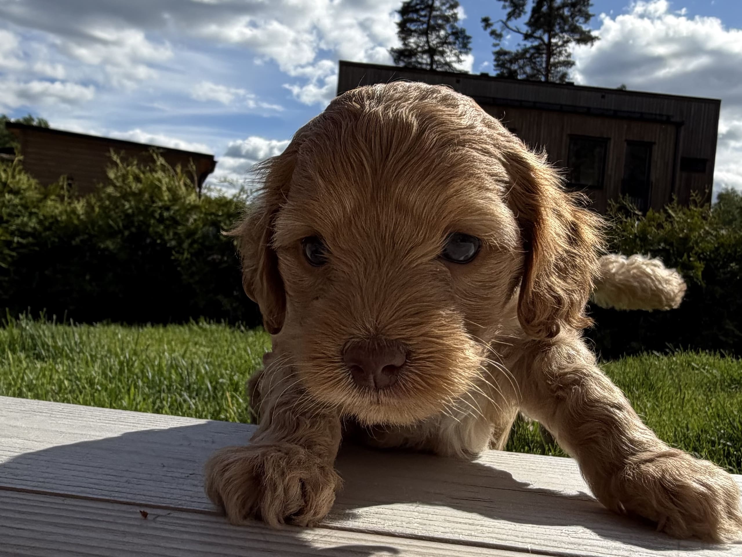 Cockerpoo · Saltsjö-boo · Linnea C.