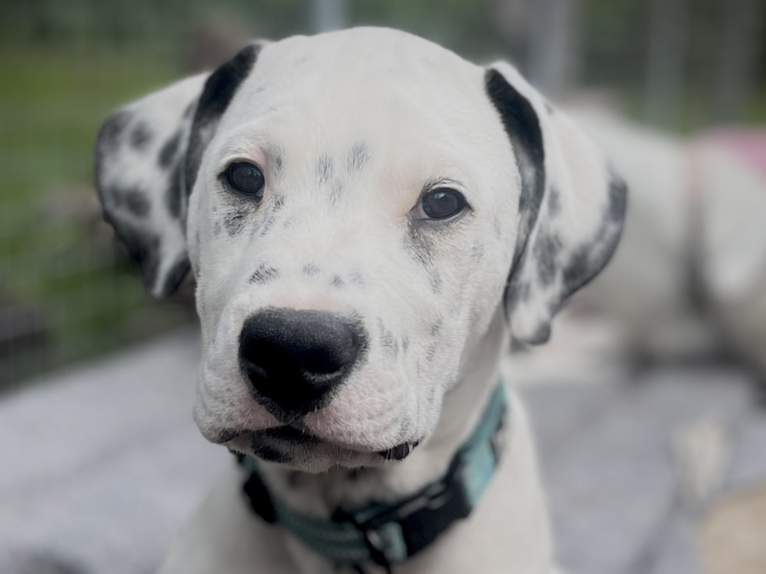 Dogotino · Bohus · Hannah N.