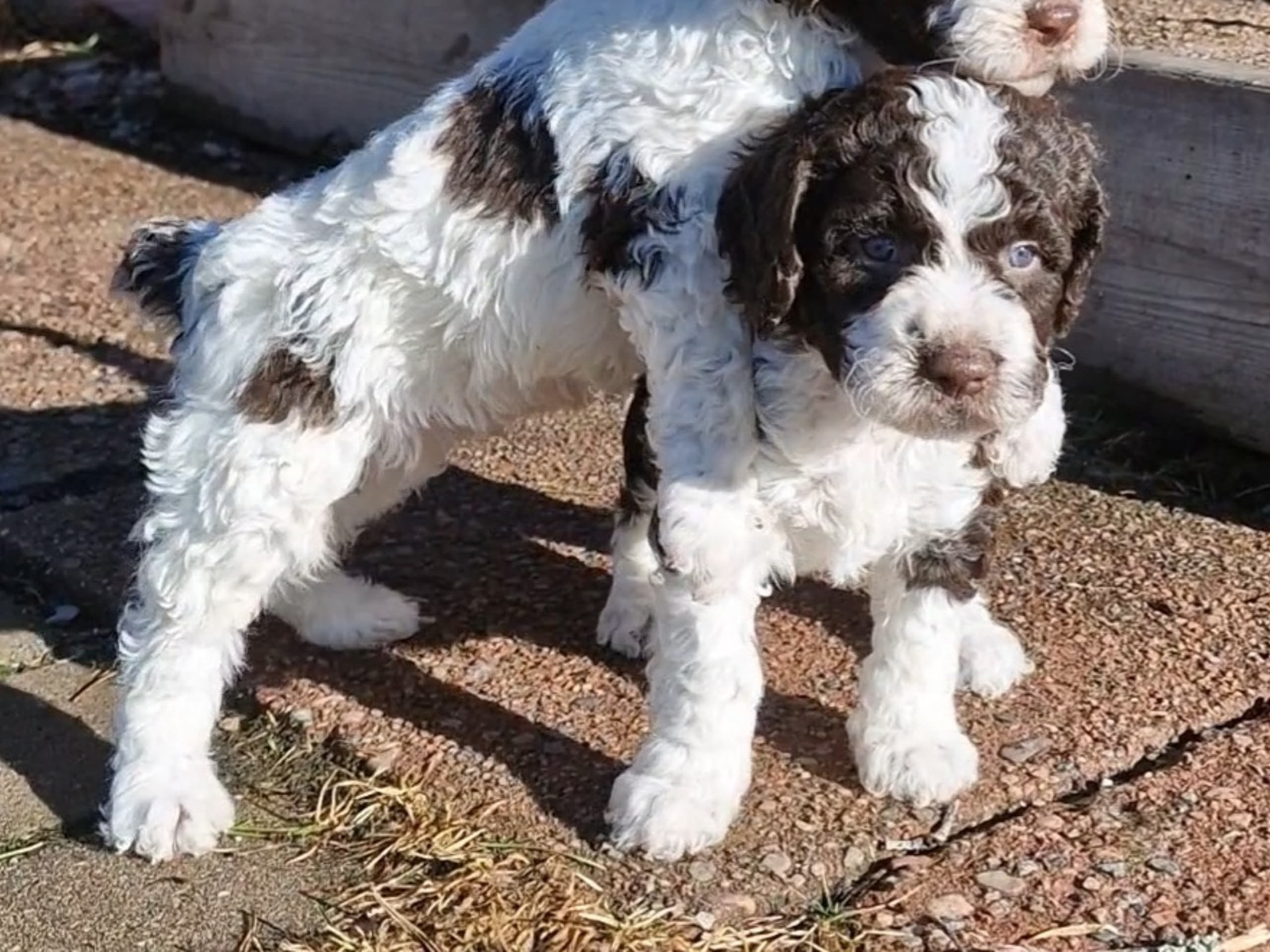 Perro de Agua Espanol