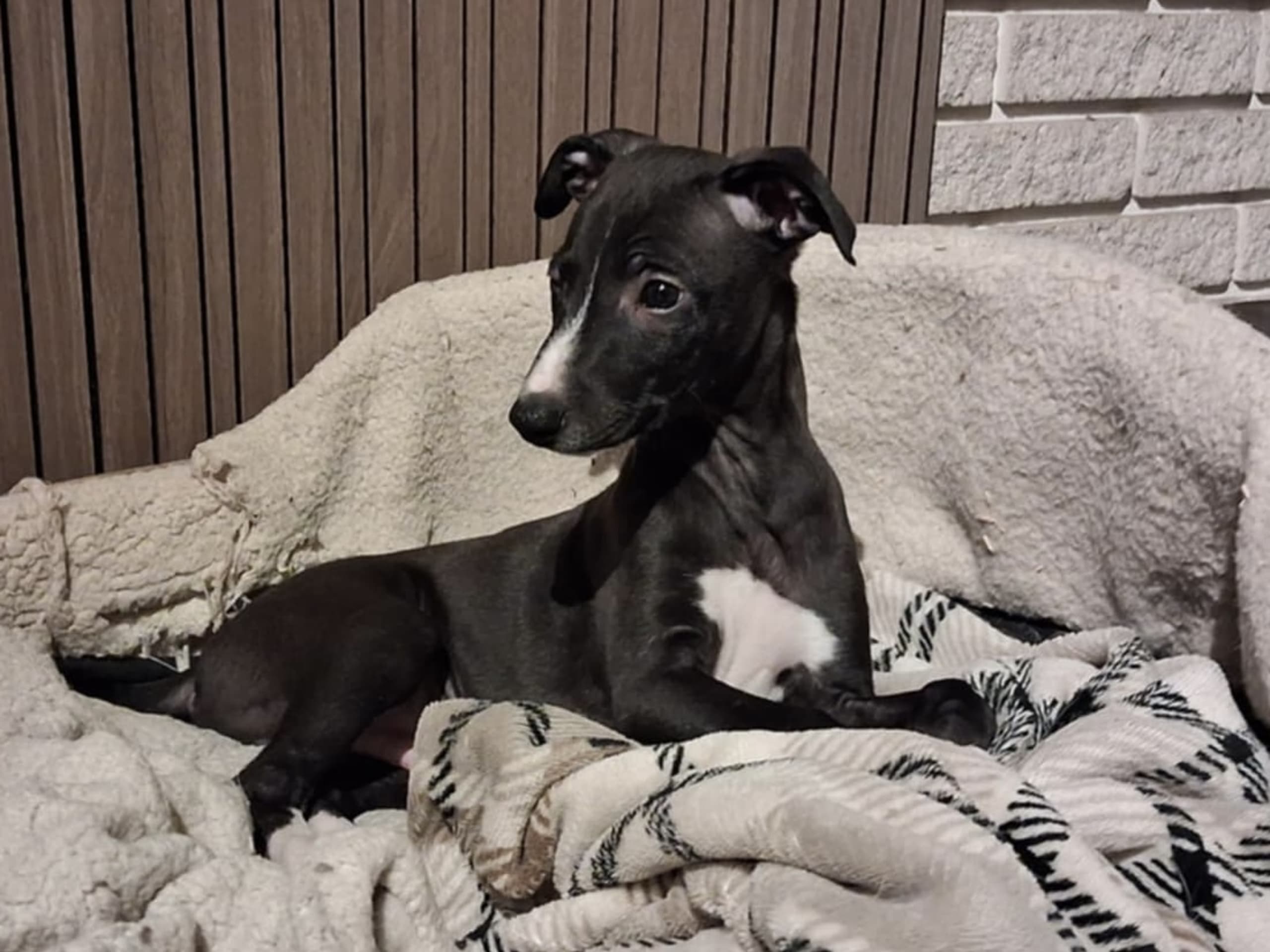 Whippet
