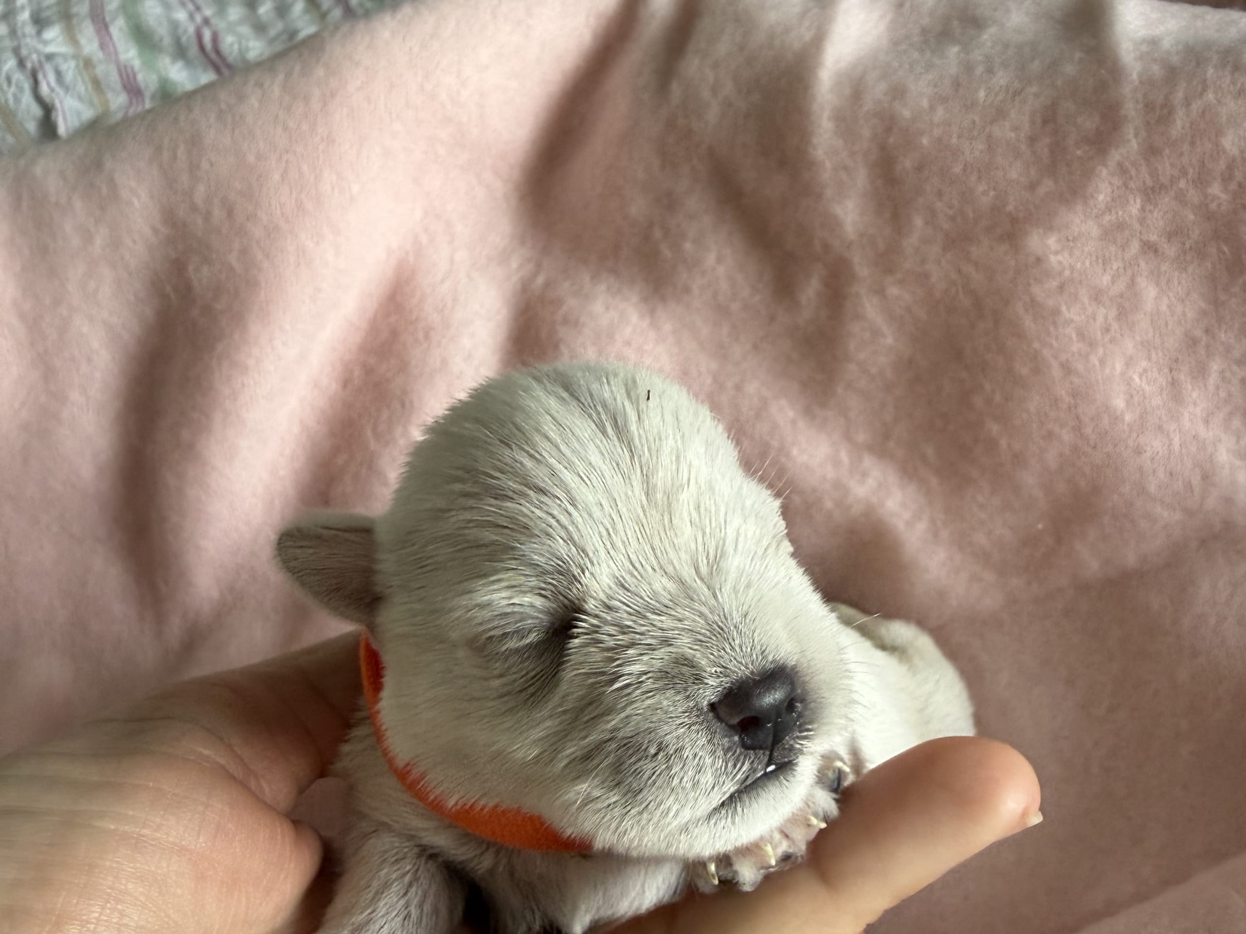 Miniature Schnauzer · Vara · Snowie Shine’s Kennel