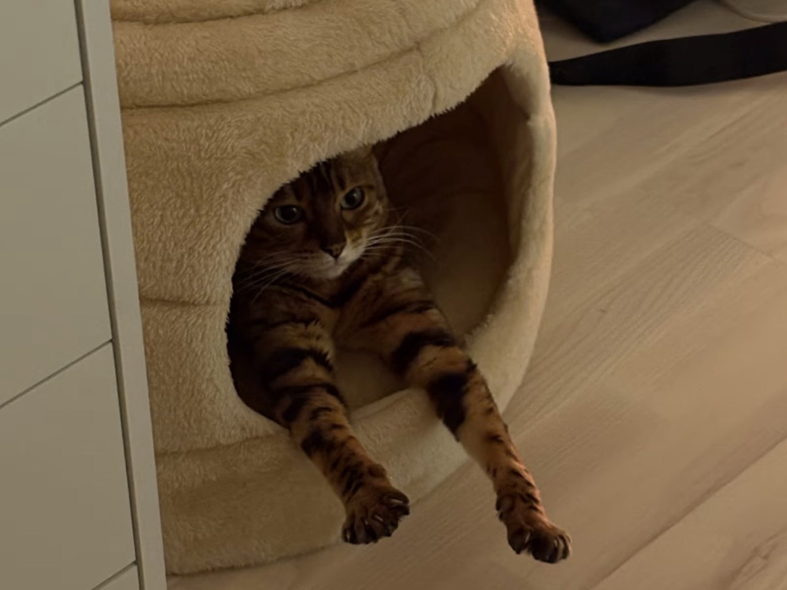Bengal