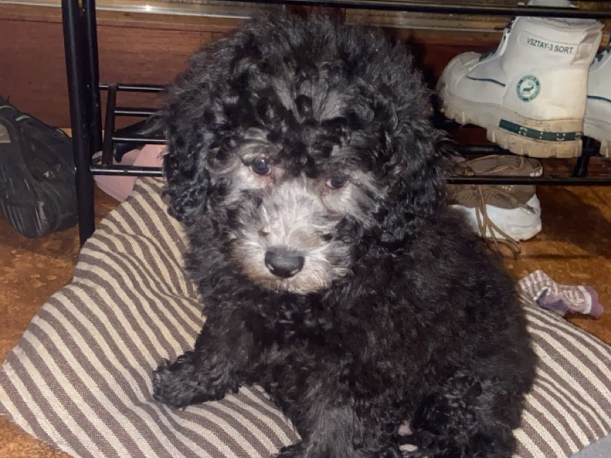 Shihpoo