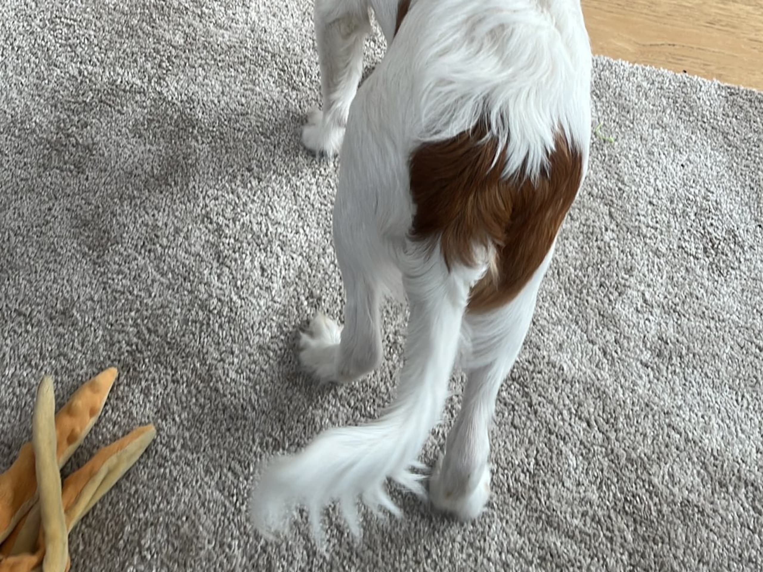 Nederlandse kooikerhondje