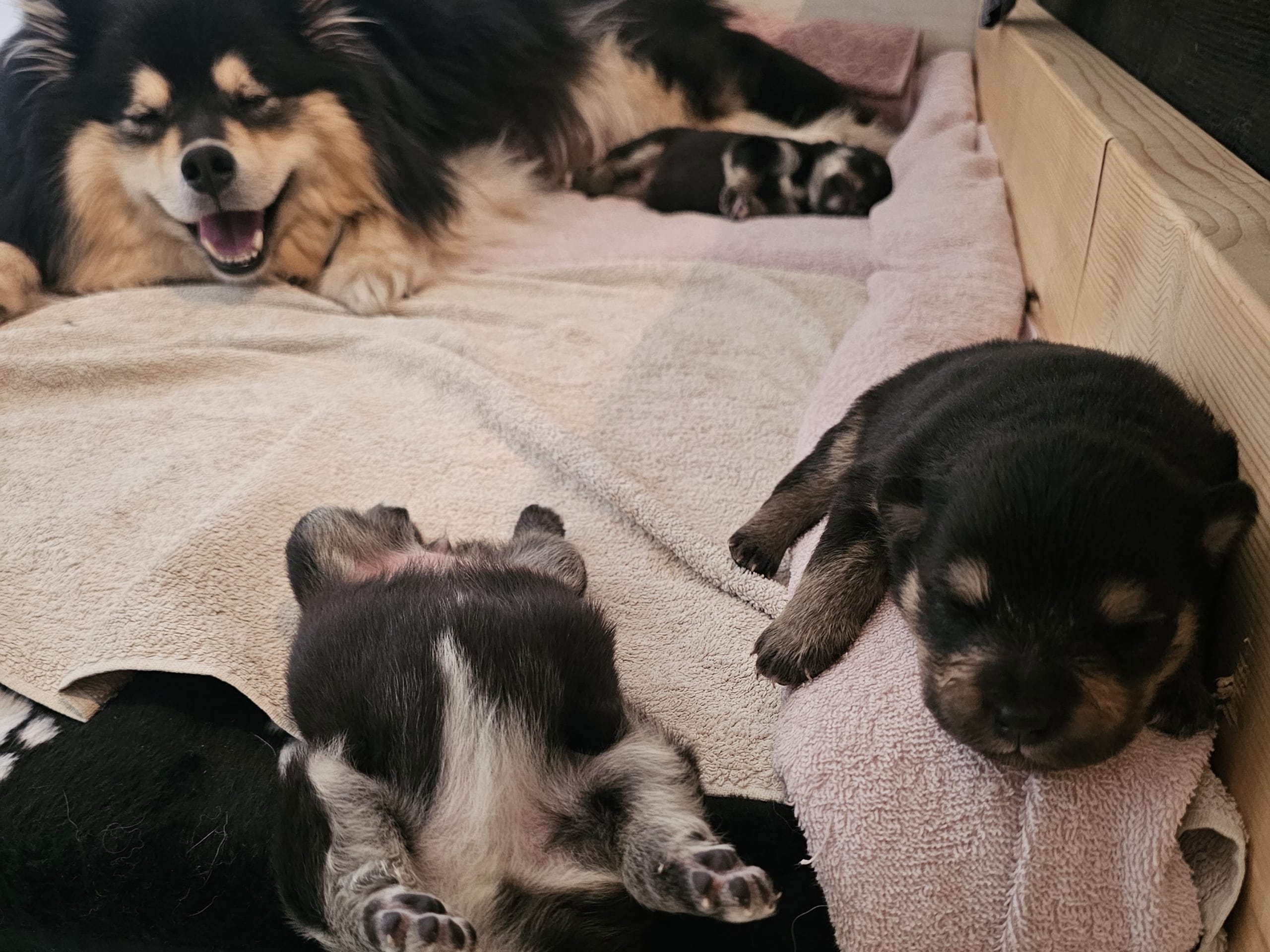 Finsk lapphund