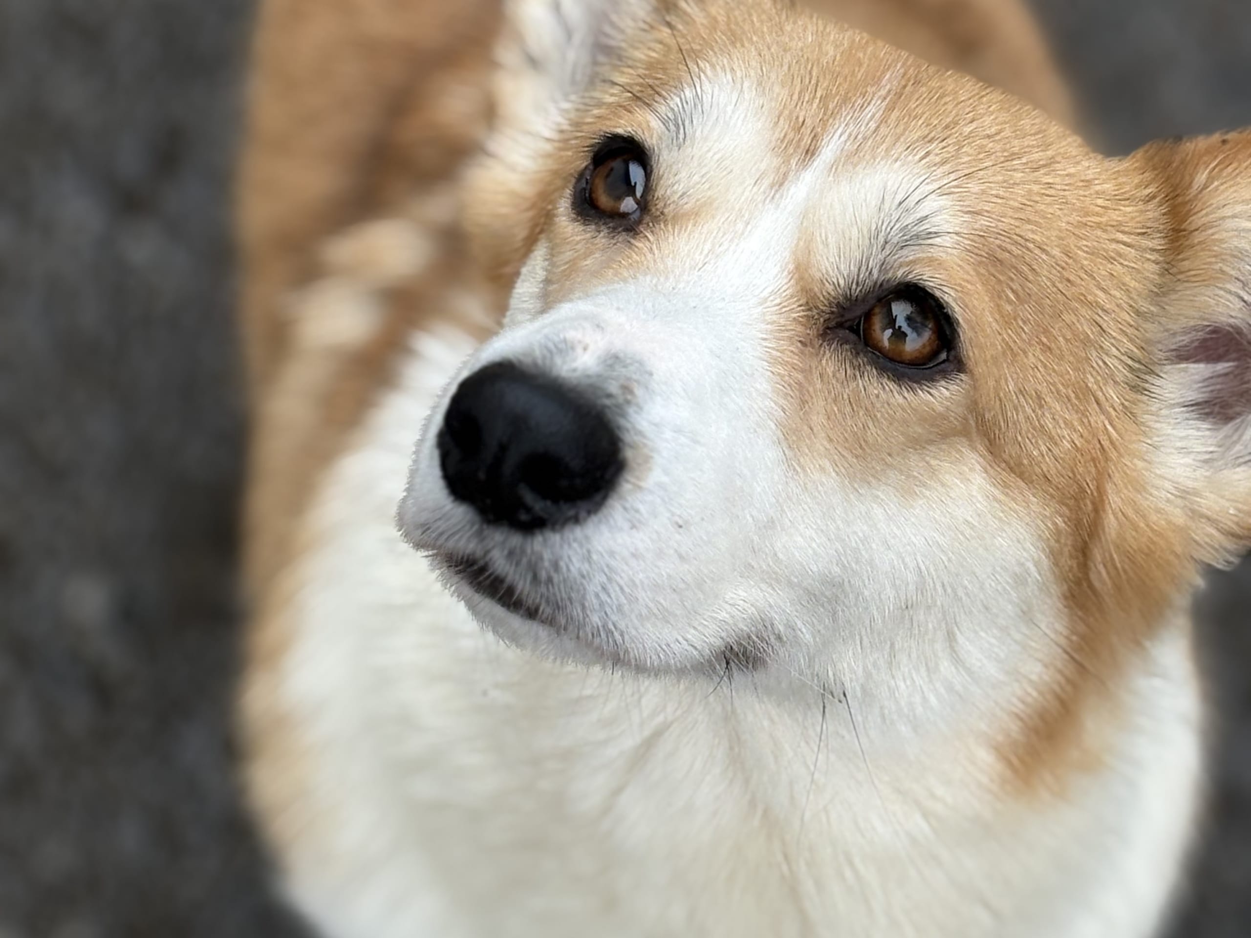 Welsh corgi pembroke