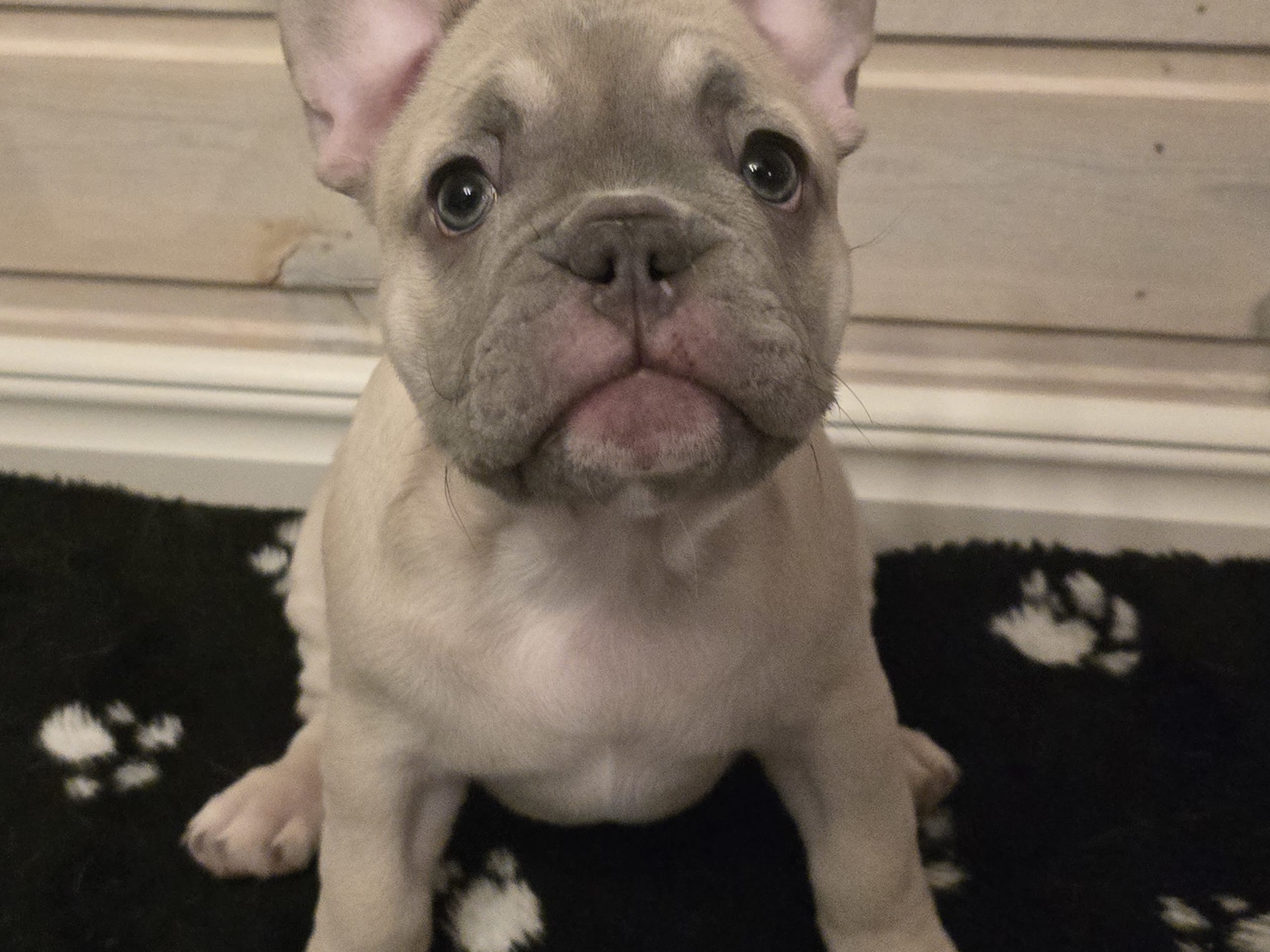 Fransk bulldogg