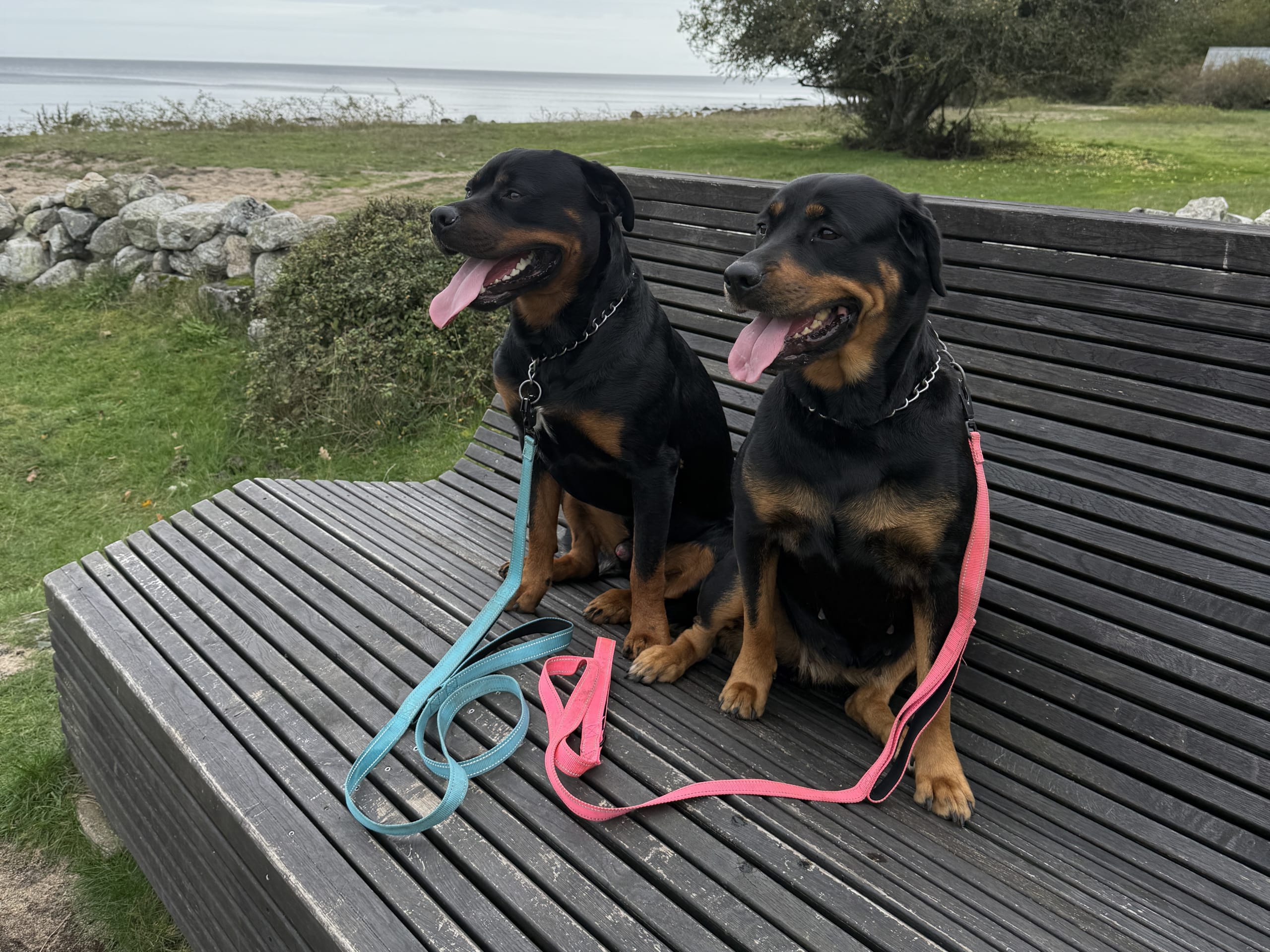 Rottweiler/American Bully XL · Gärsnäs · Helena L.