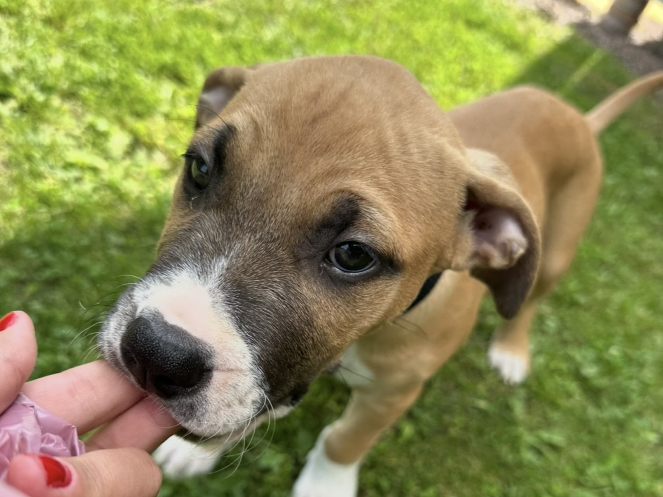 American Bully · Växjö · Nova P.