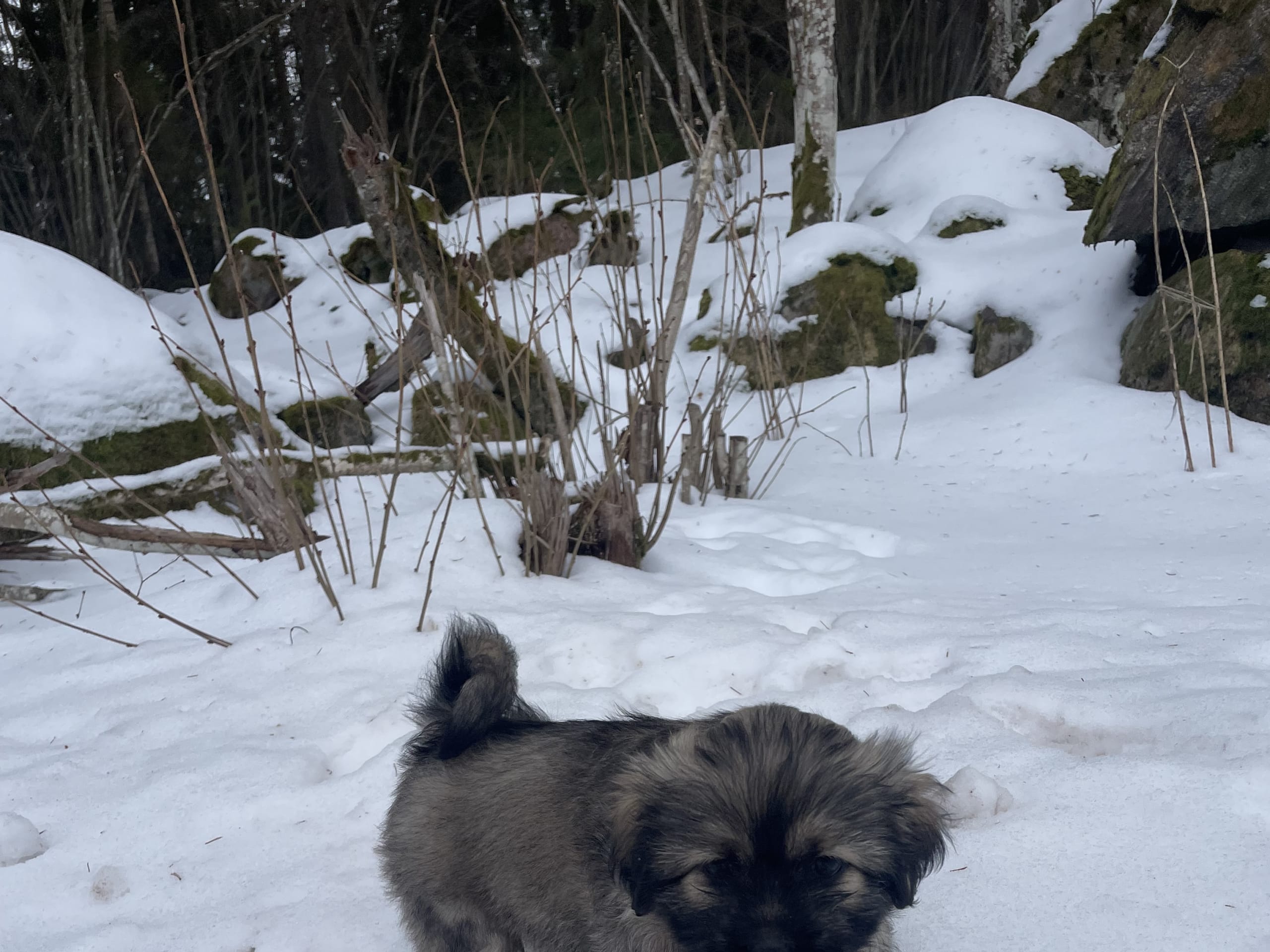 Lhasa apso