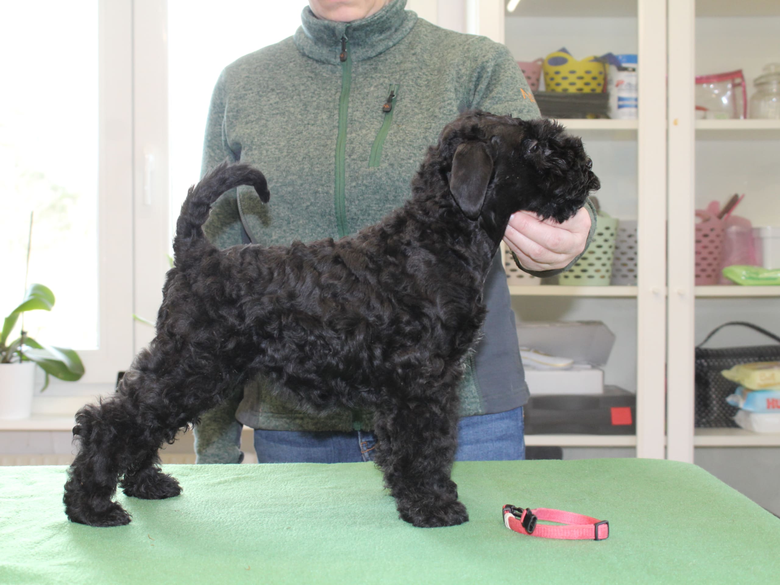 Kerry blue terrier