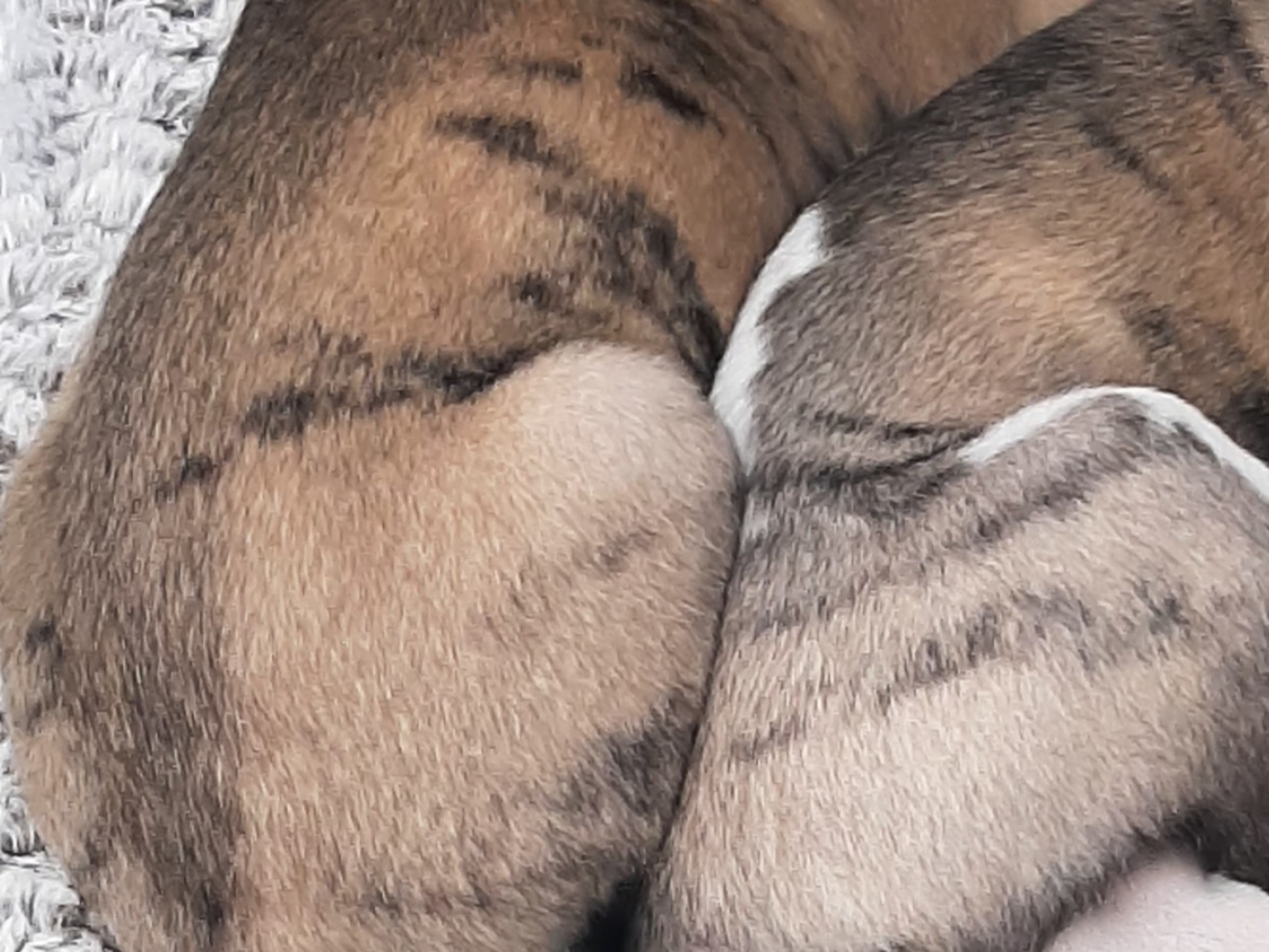 Whippet