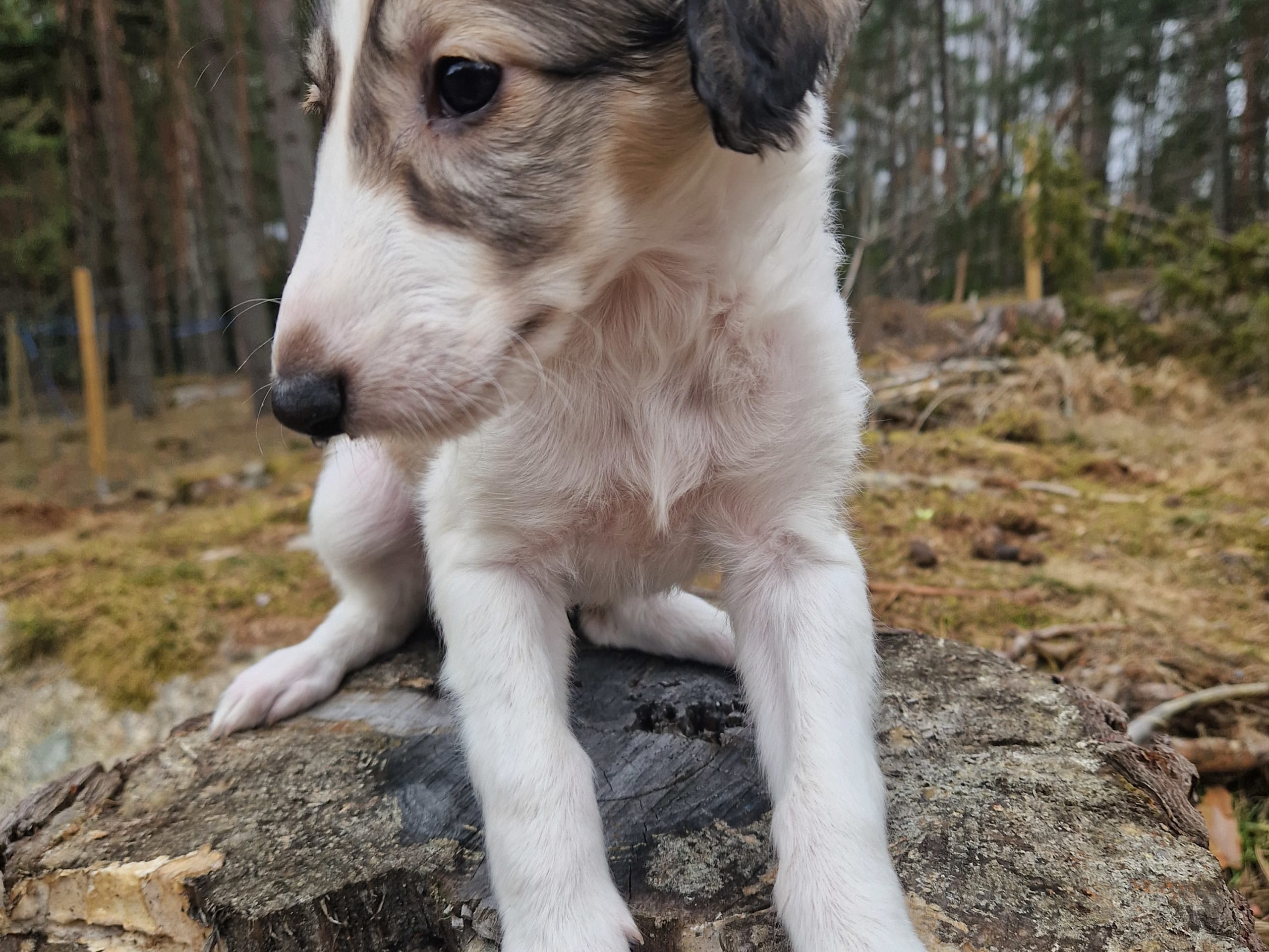 Borzoi