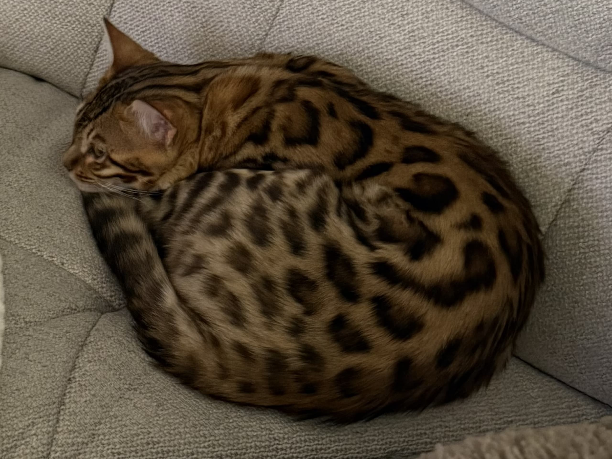 Bengal