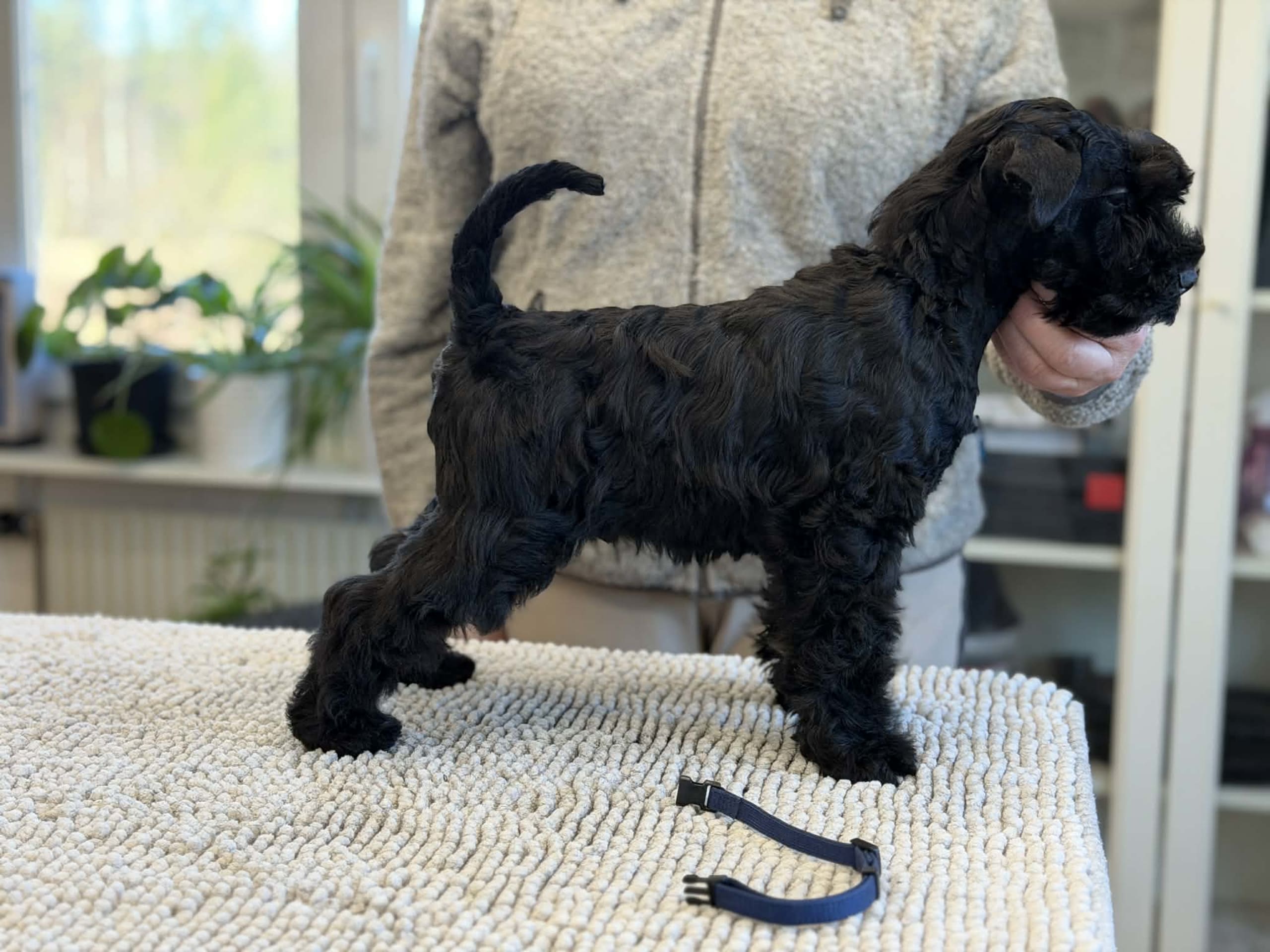 Kerry blue terrier
