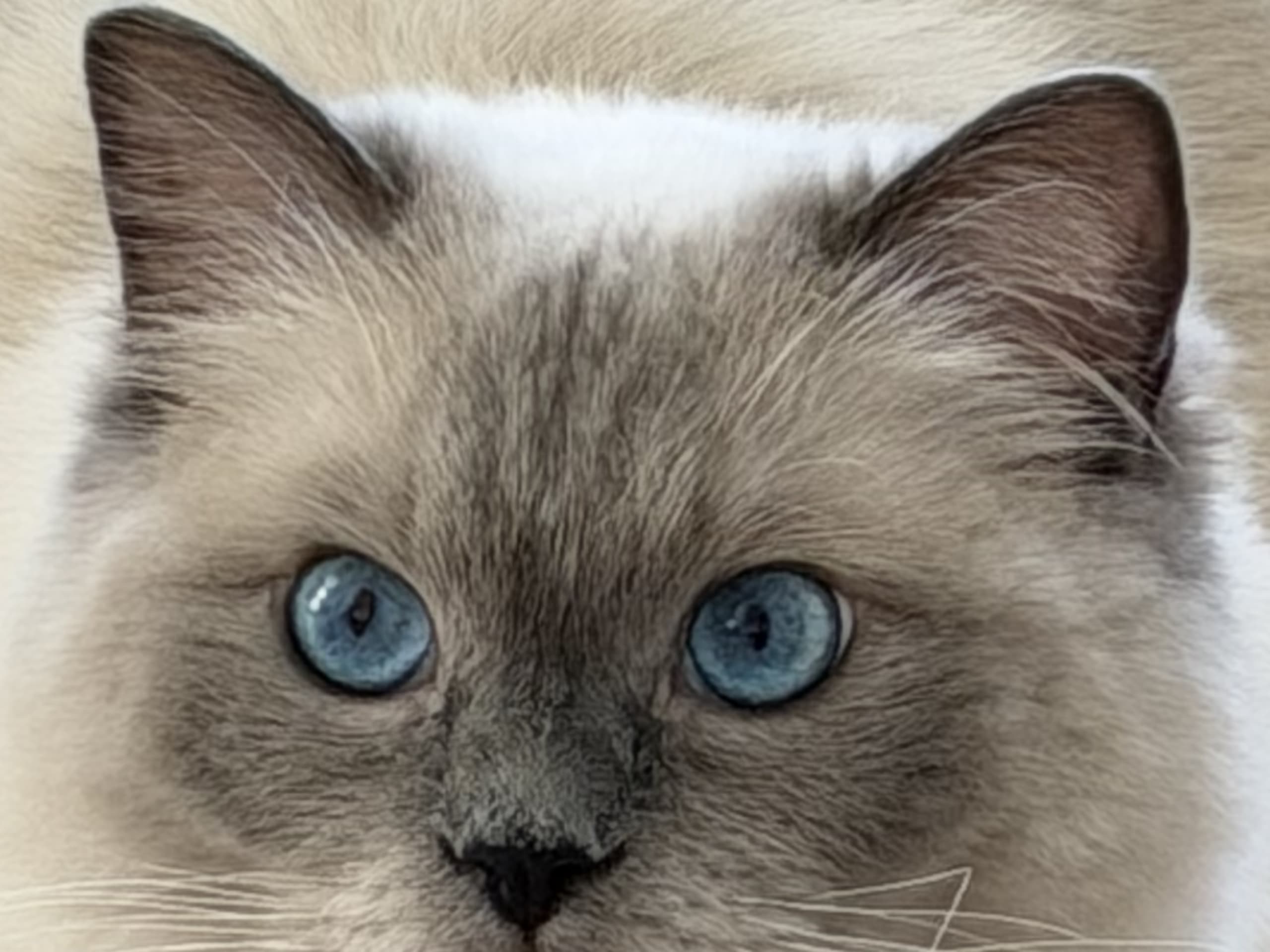 Ragdoll · Limhamn · Rositza A.