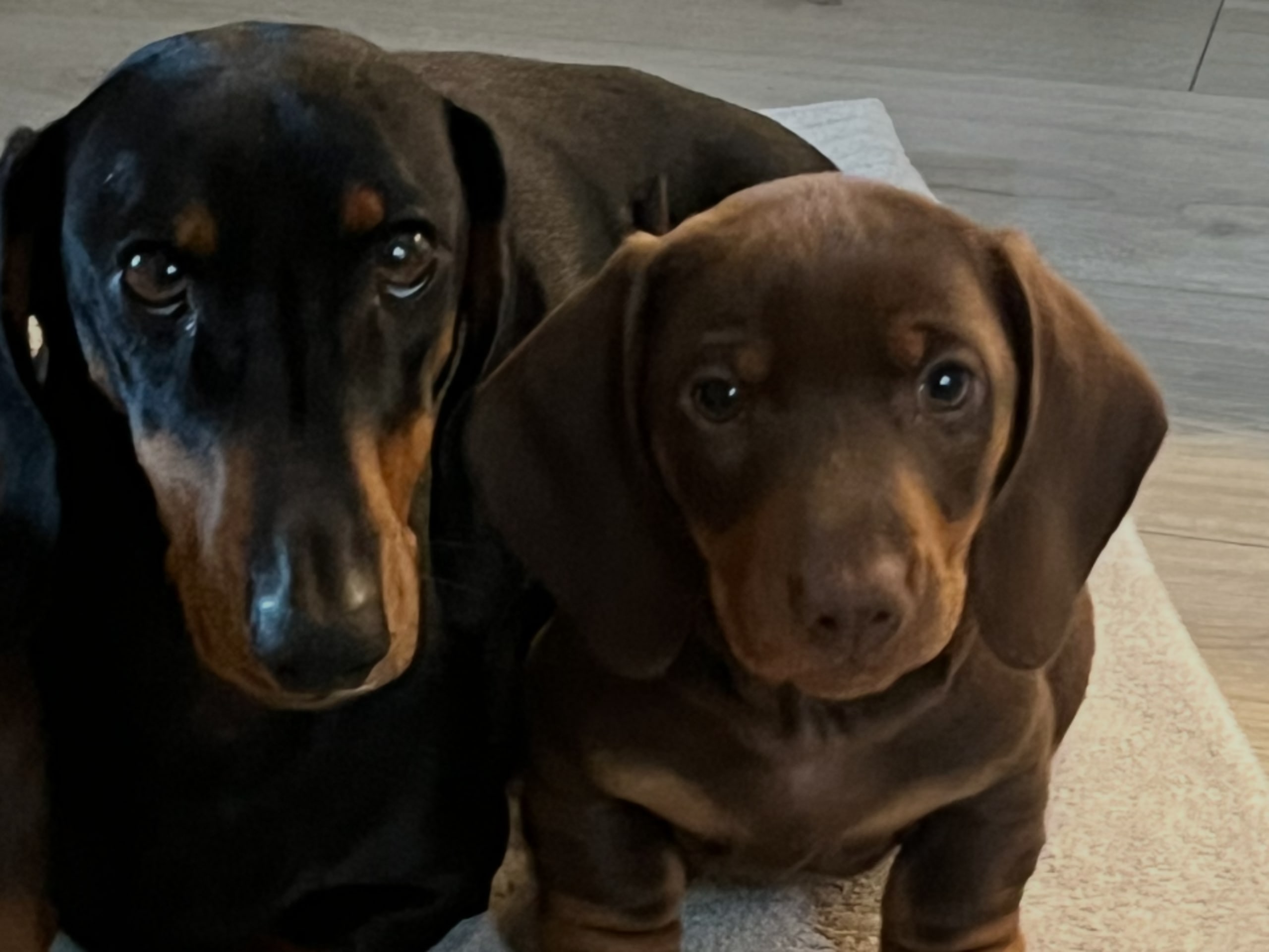 Dachshund