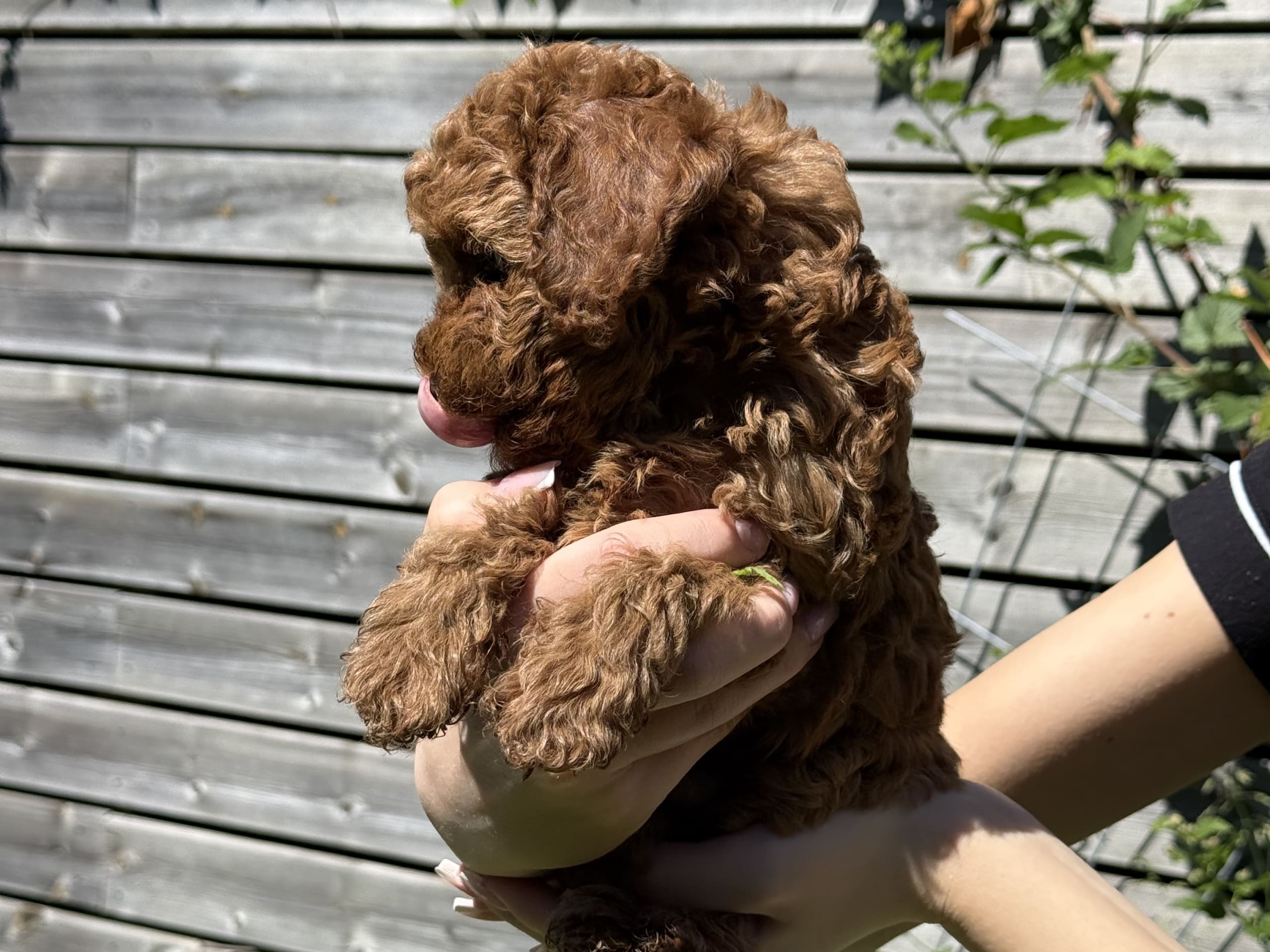 Toy pudel · Tyresö · Nej