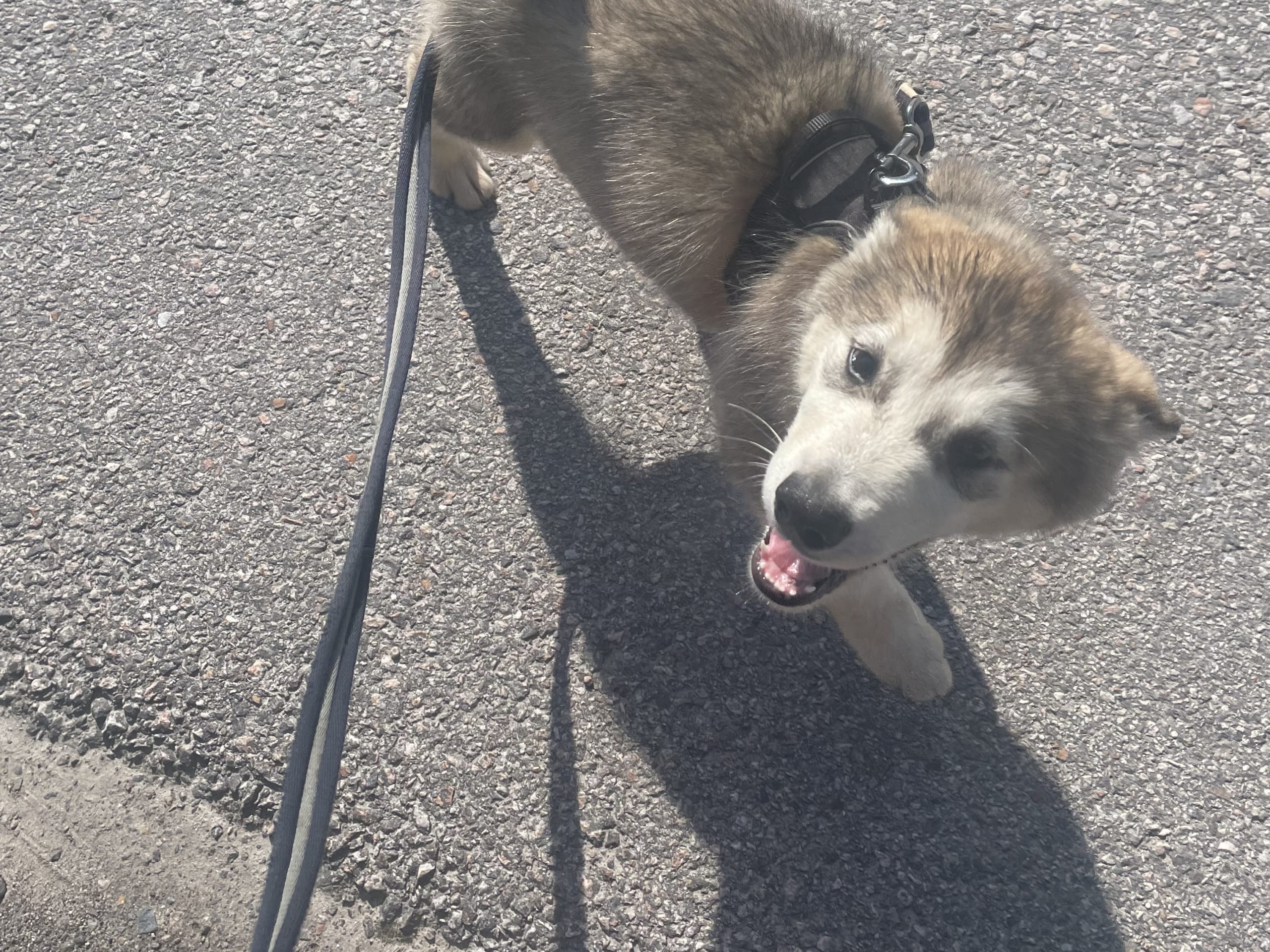 Alaskan malamute