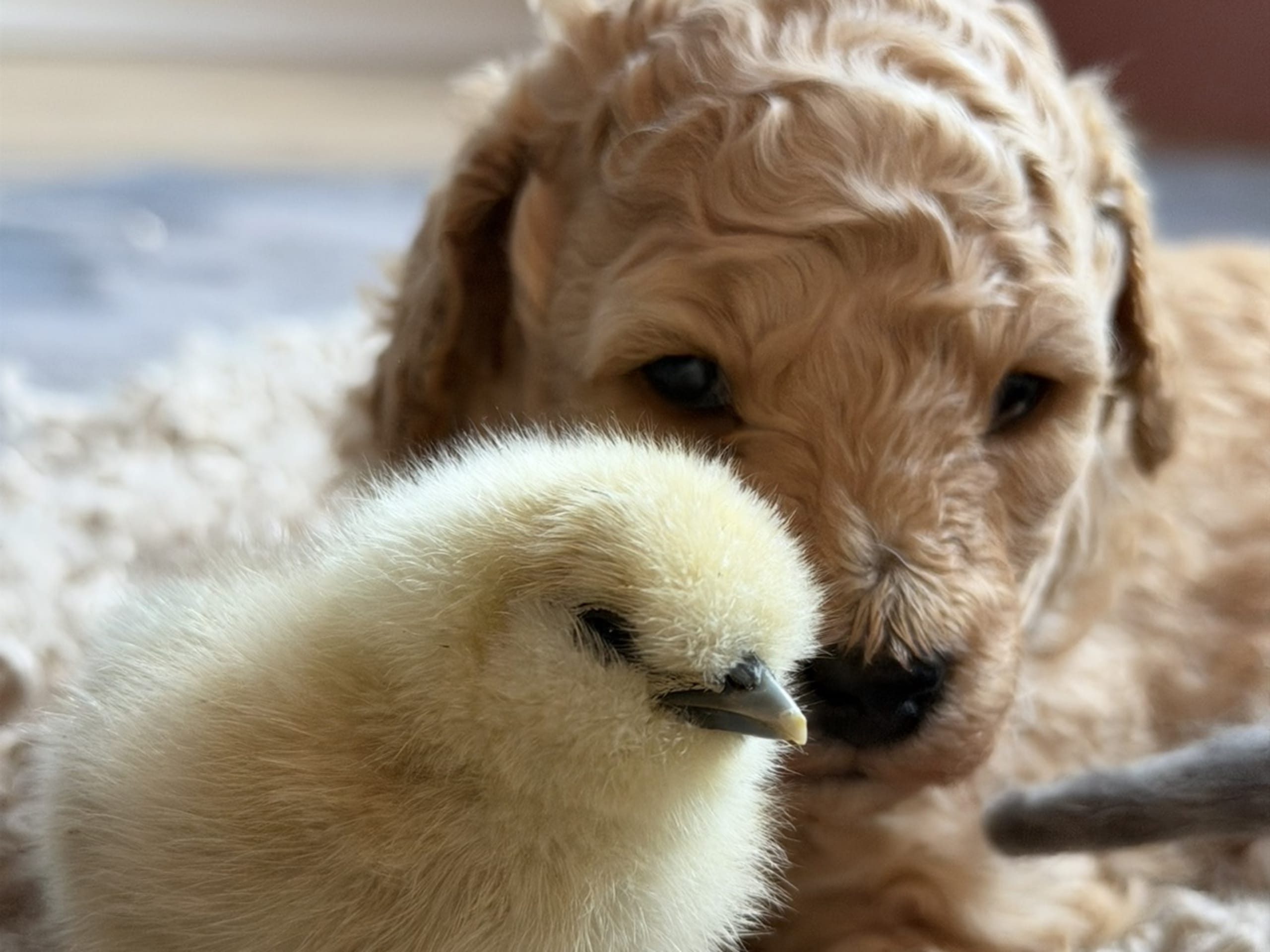 Miniature Poodle · Hörby · Lina H.