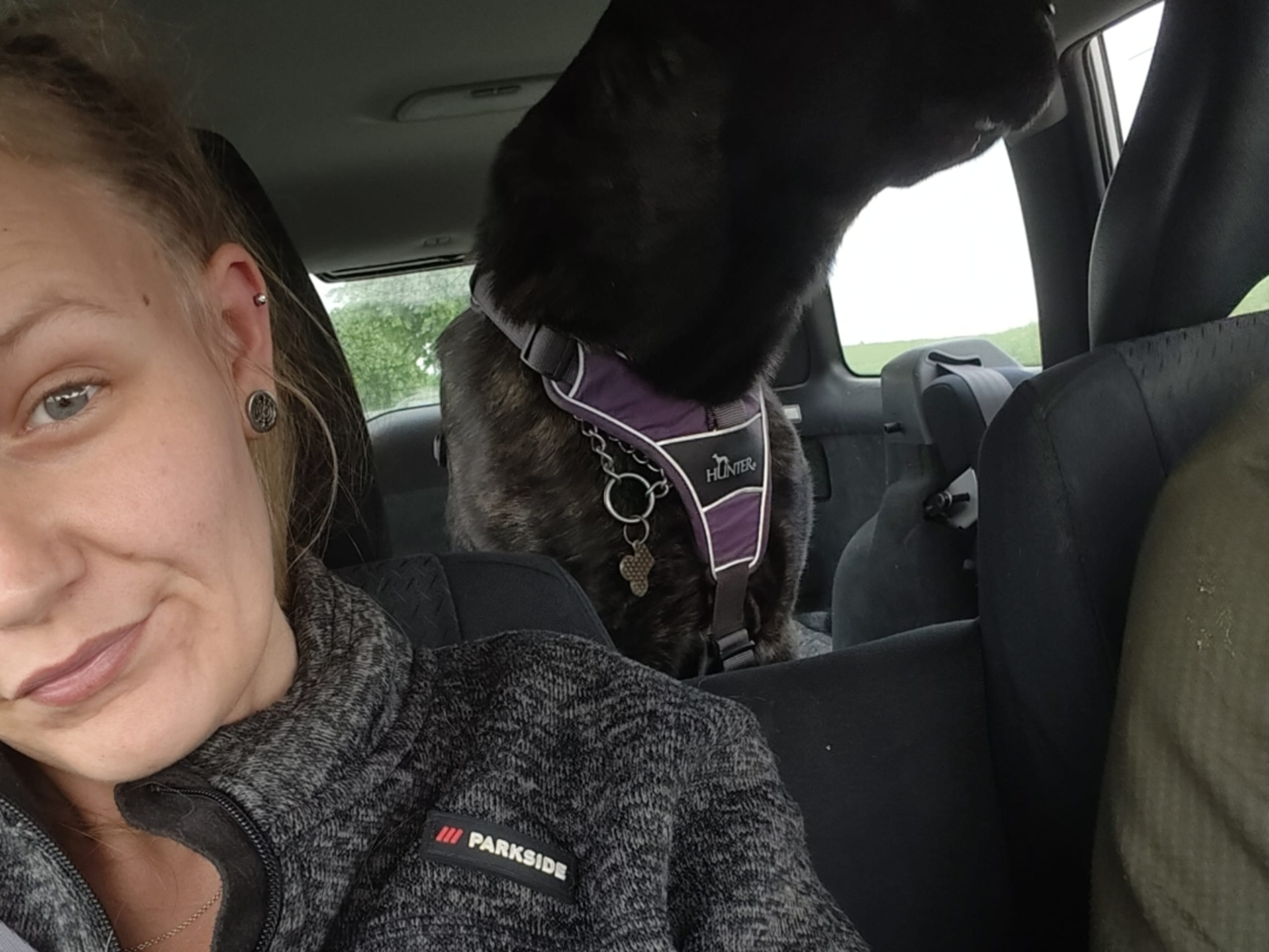 Cane Corso