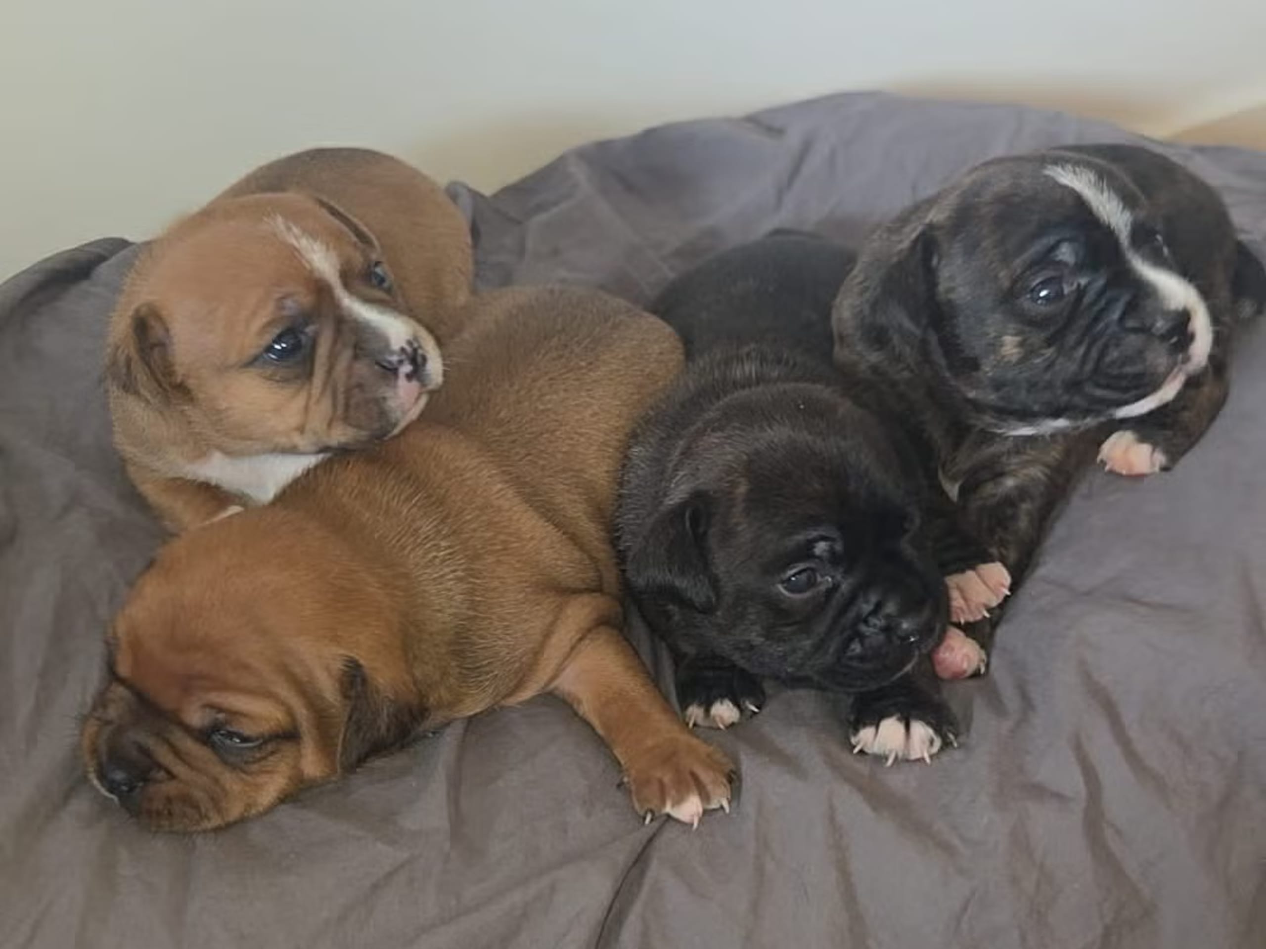 Staffordshire bullterrier · Västerås · Lucury of Cerec