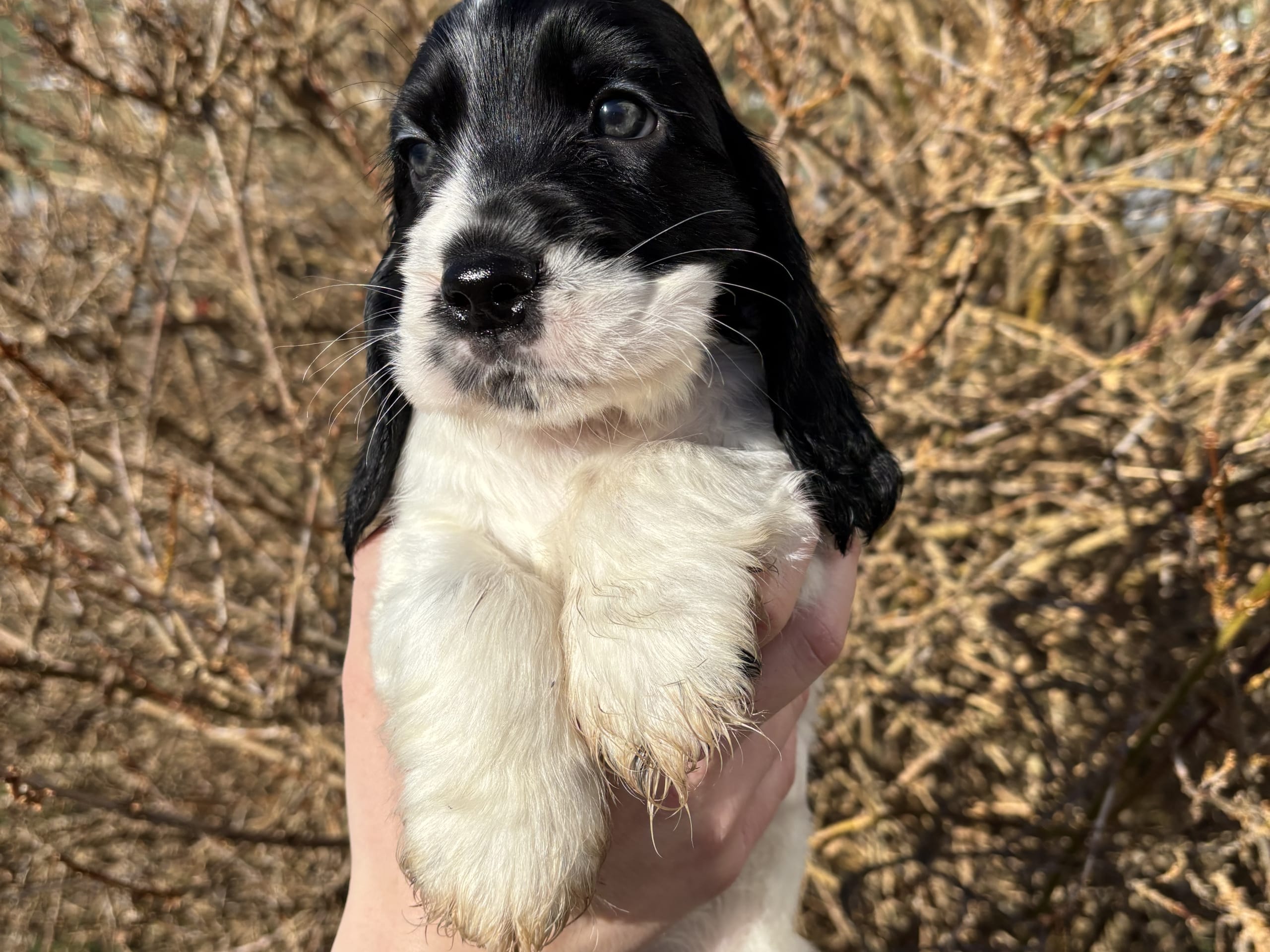 Cocker spaniel