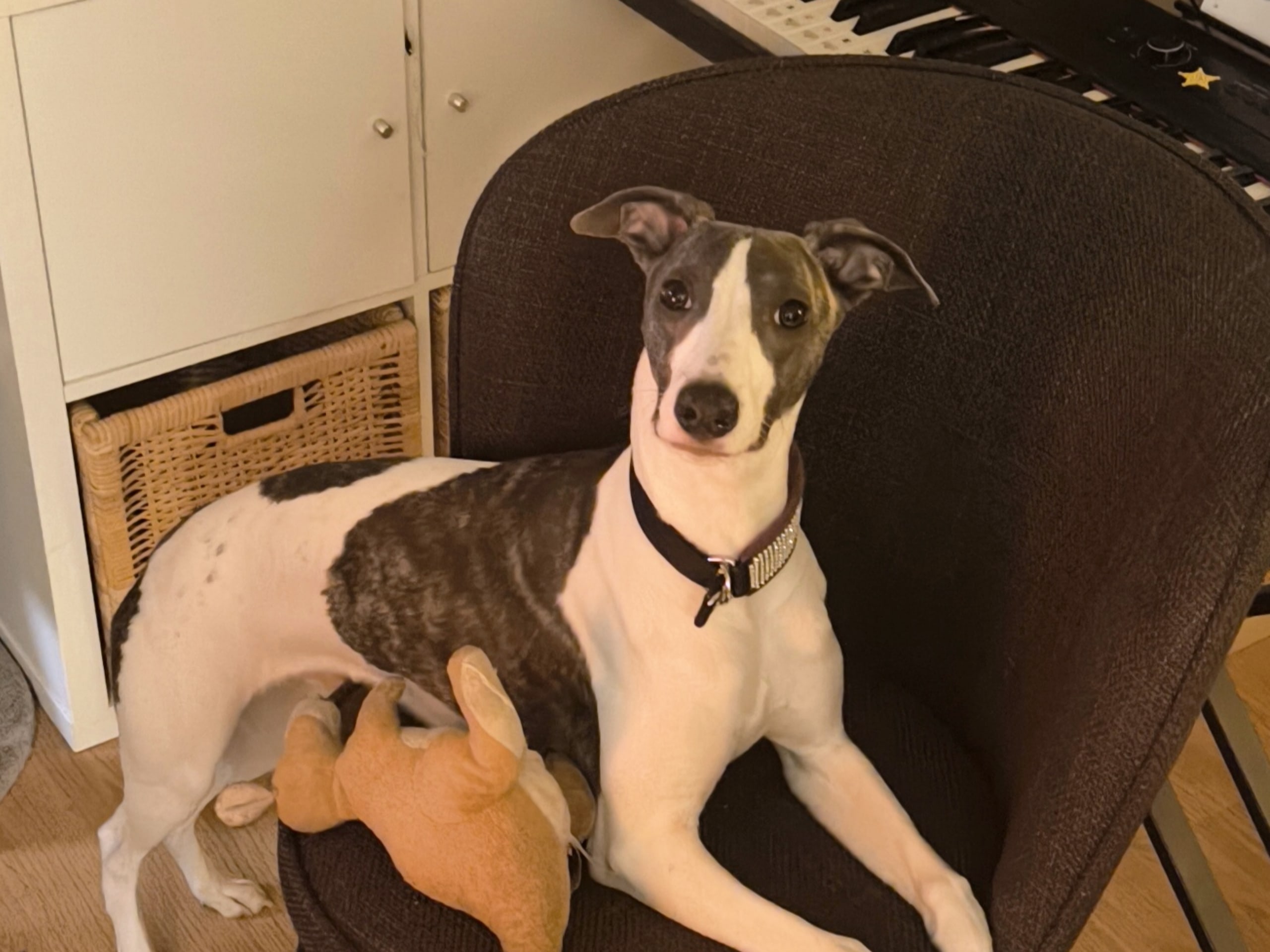 Whippet