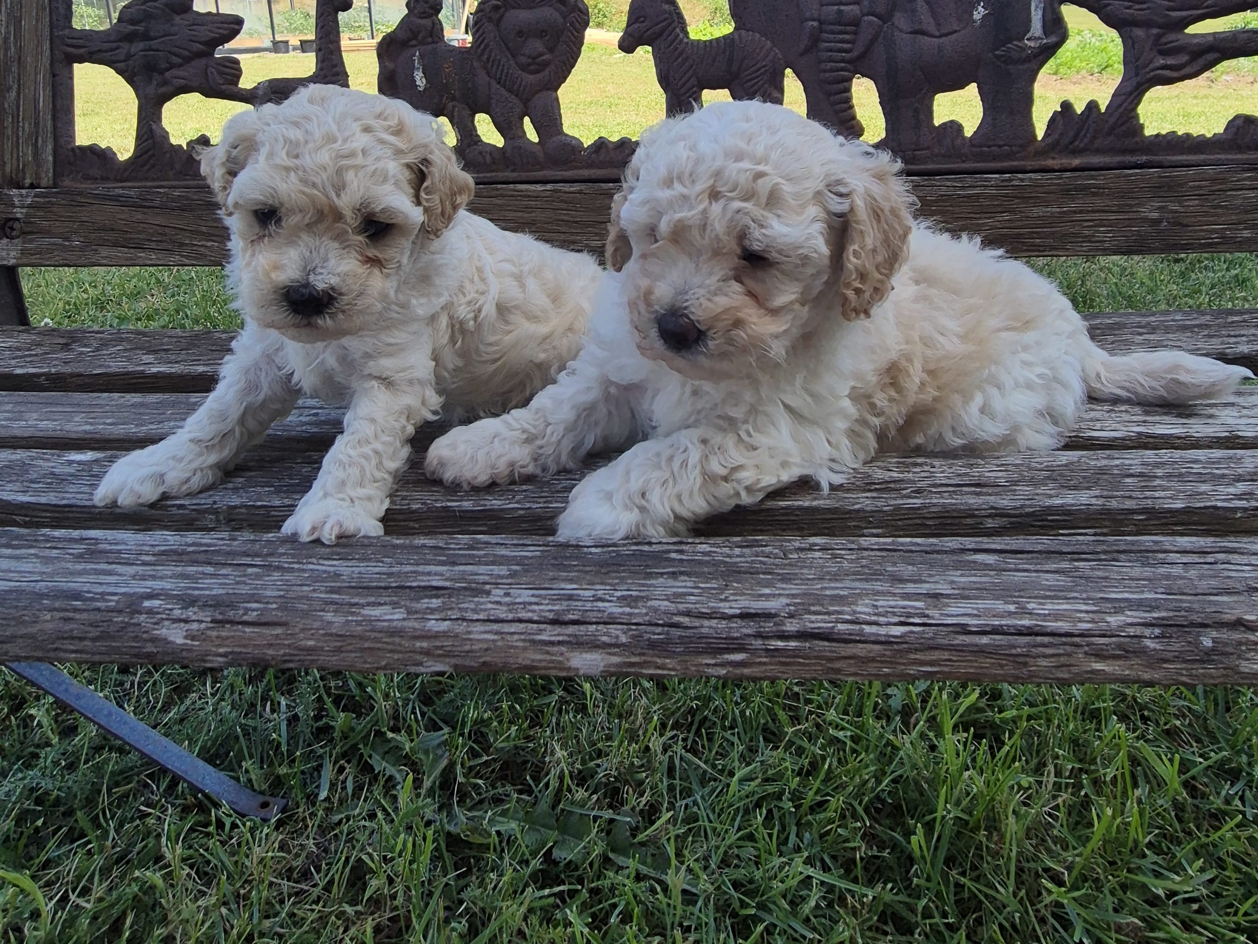 Maltipoo · Hässleholm · Daniela K.