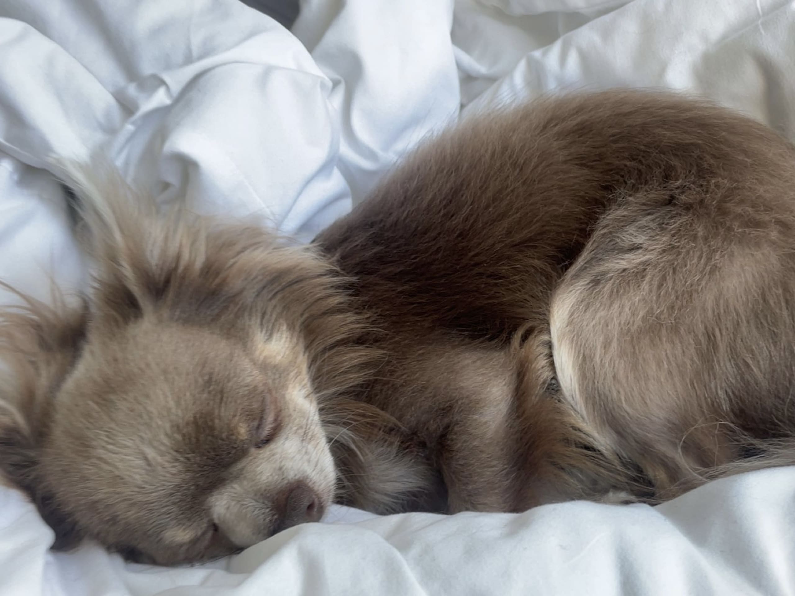 Chihuahua · Helsingborg · Milo