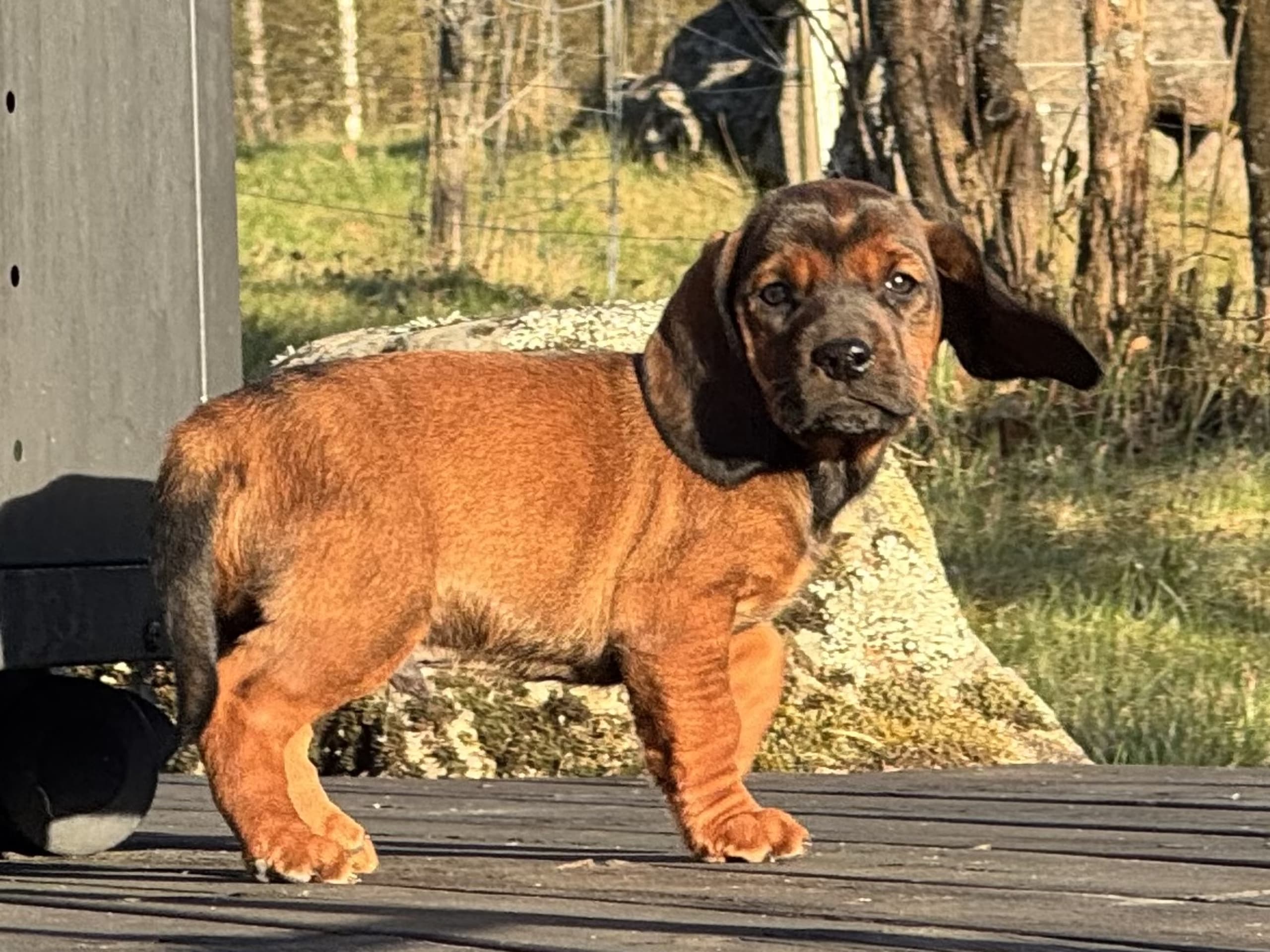 Alpenländische dachsbracke