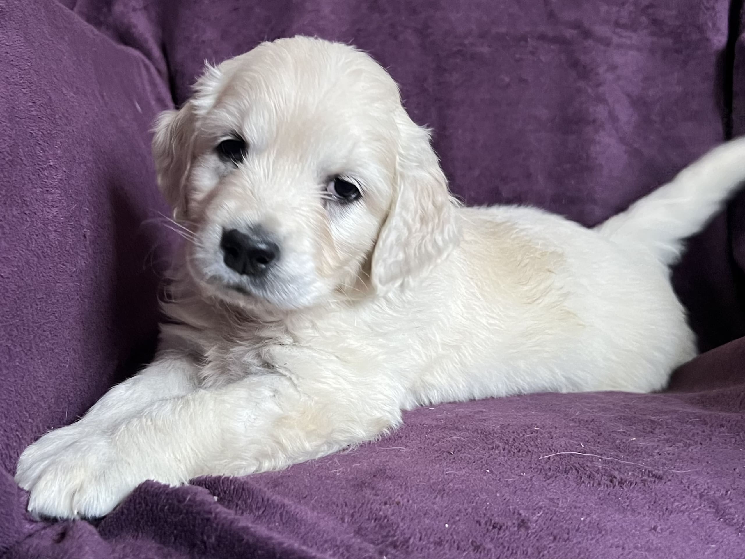 Golden retriever